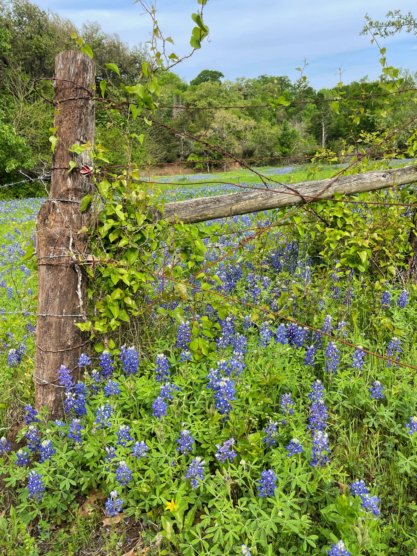 Bluebonnets Along the Fence