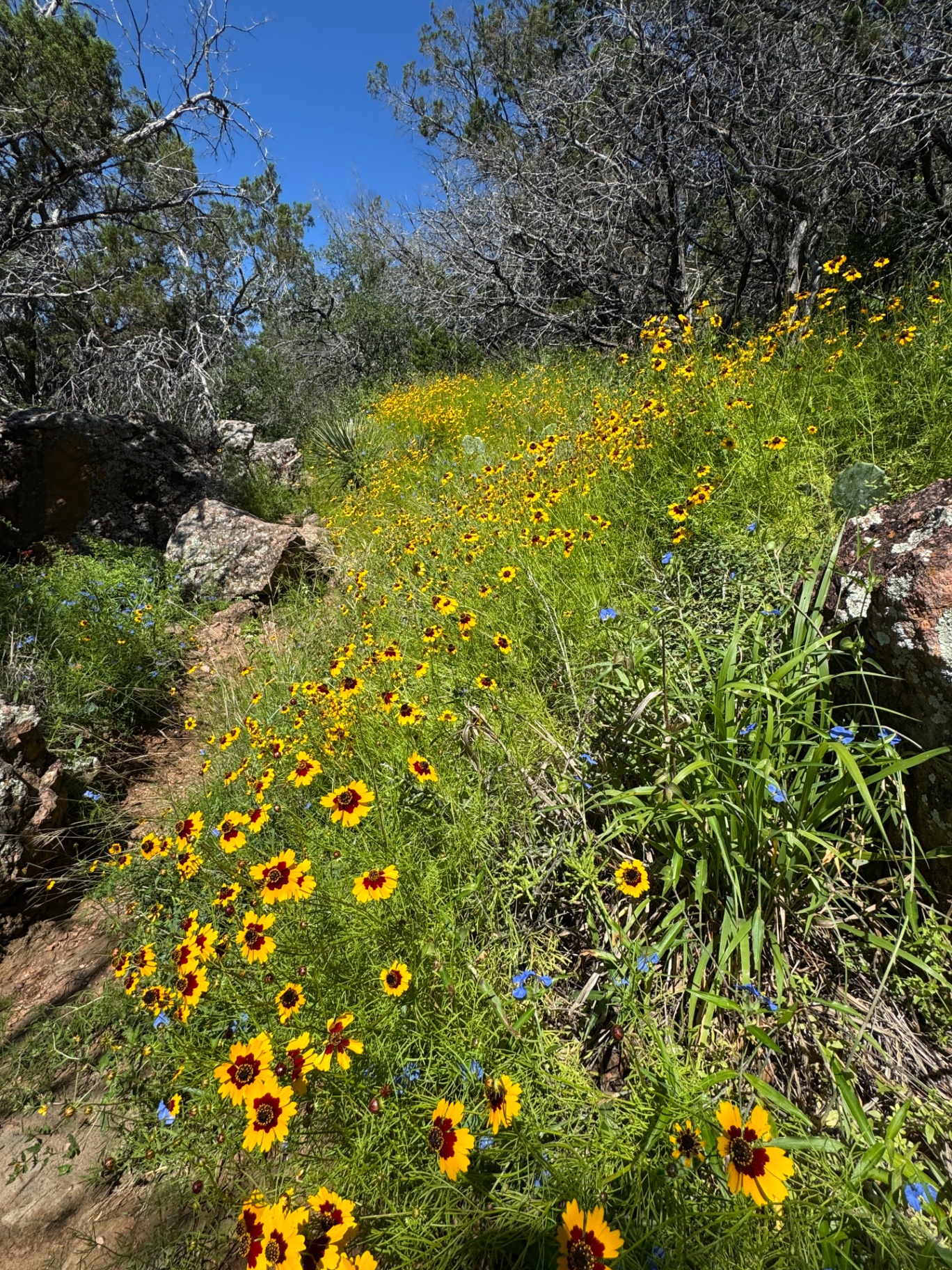 Coreopsis Hillside at Inks Lake