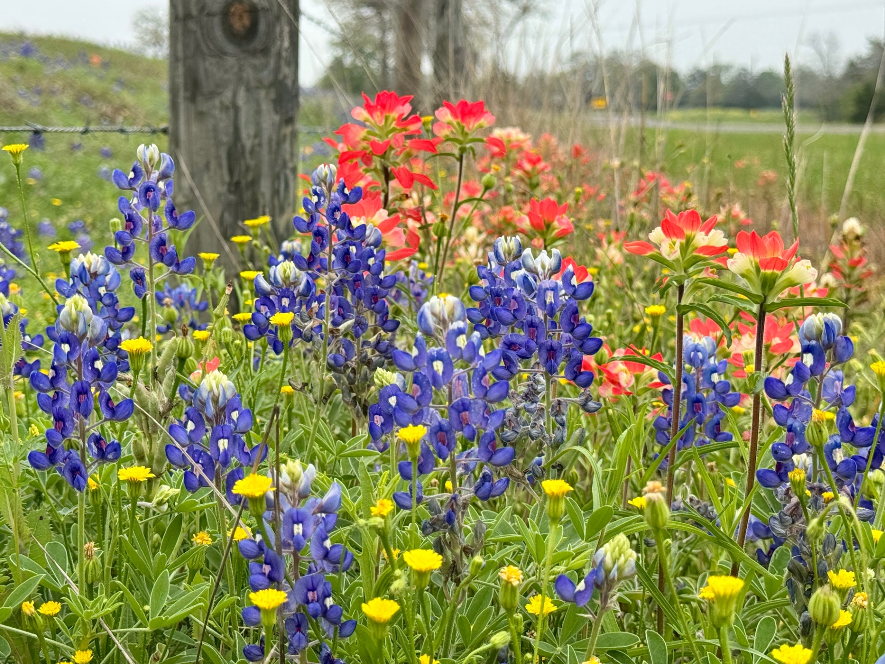 Wildflowers