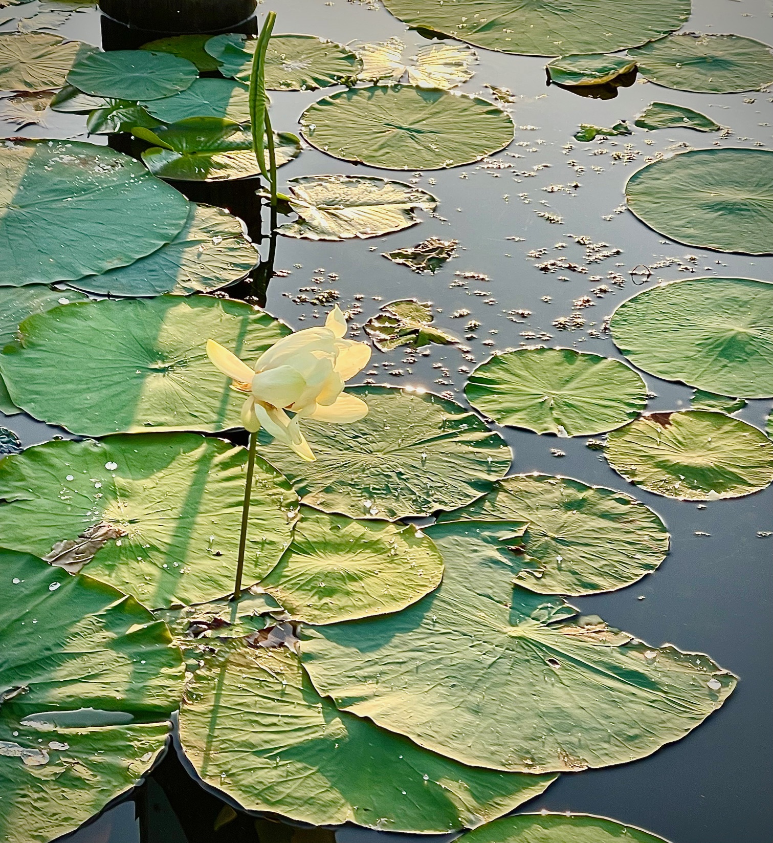 Cream Lotus Among Pads