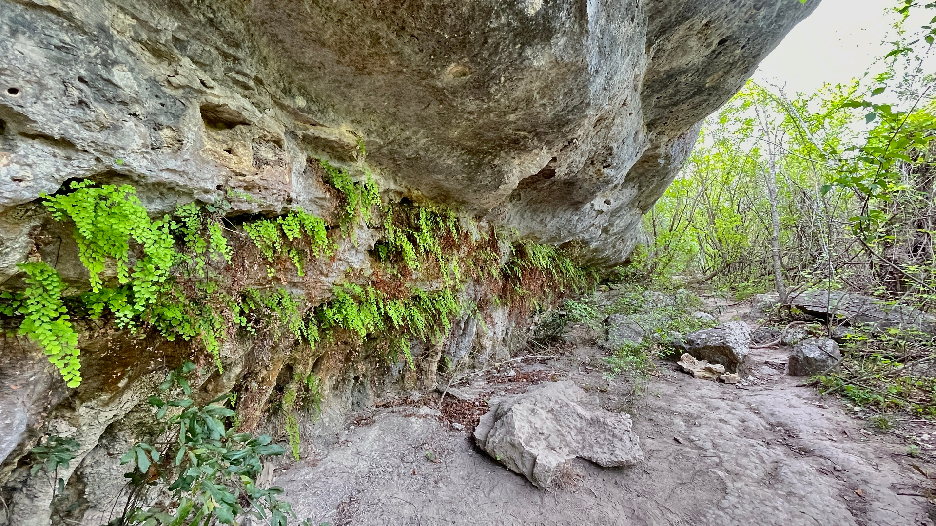 Maidenhair Fern Wall