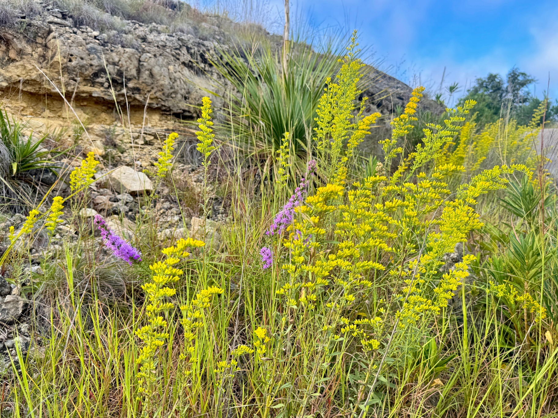 Goldenrod & Gayfeather on the Bluff