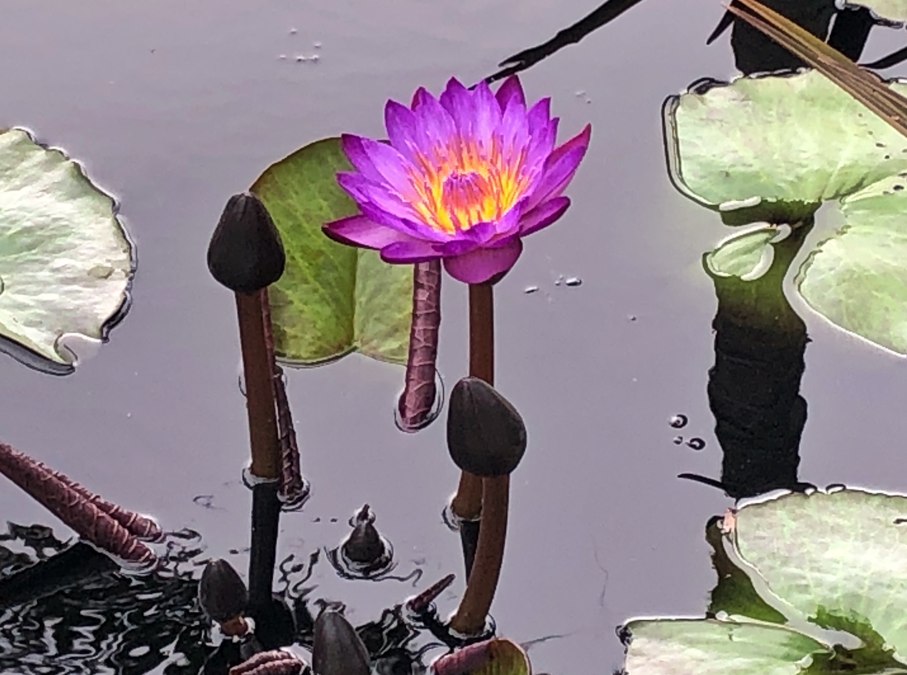 Purple Lotus with Buds