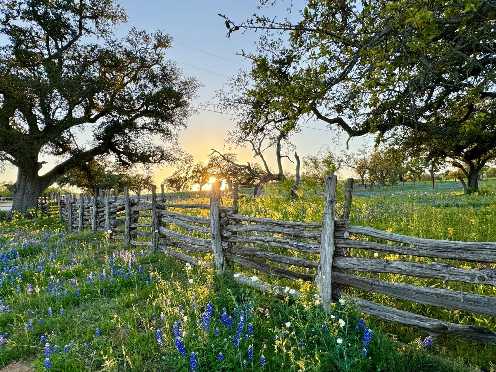 Bluebonnets and white poppies along a weathered cedar rail fence at sunset in the Texas Hill Country