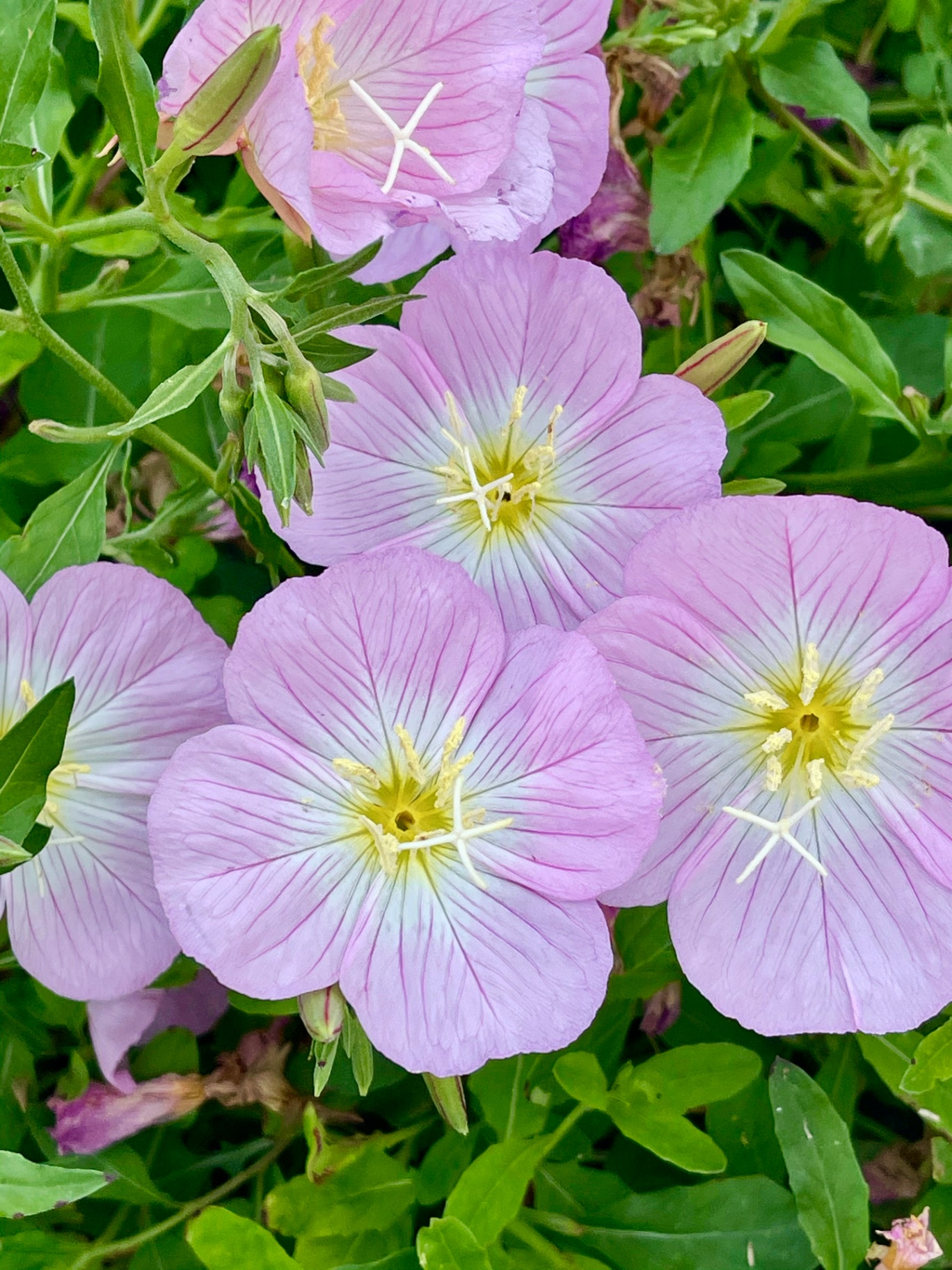 Pink Evening Primrose