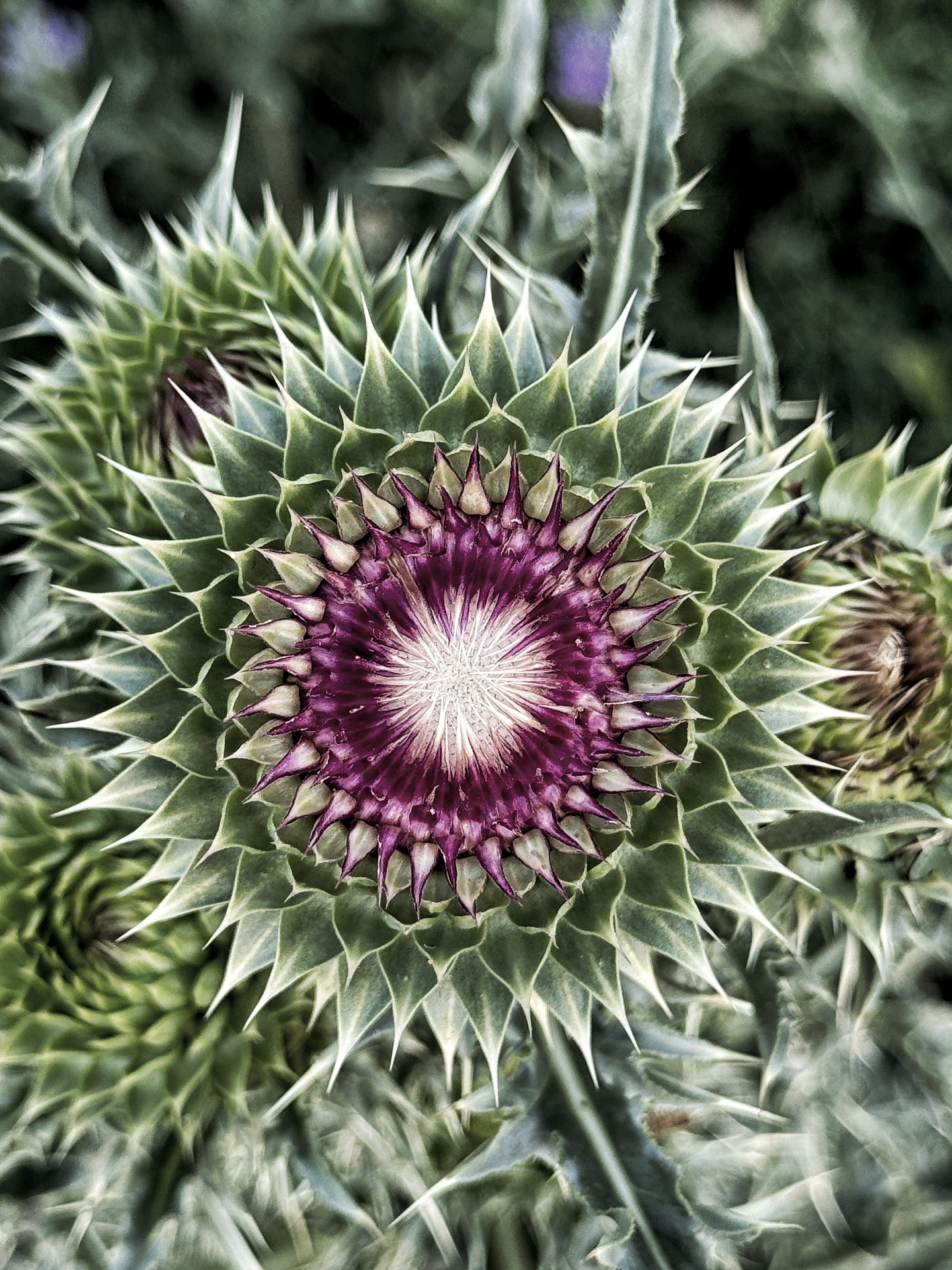 Nodding Thistle Crown