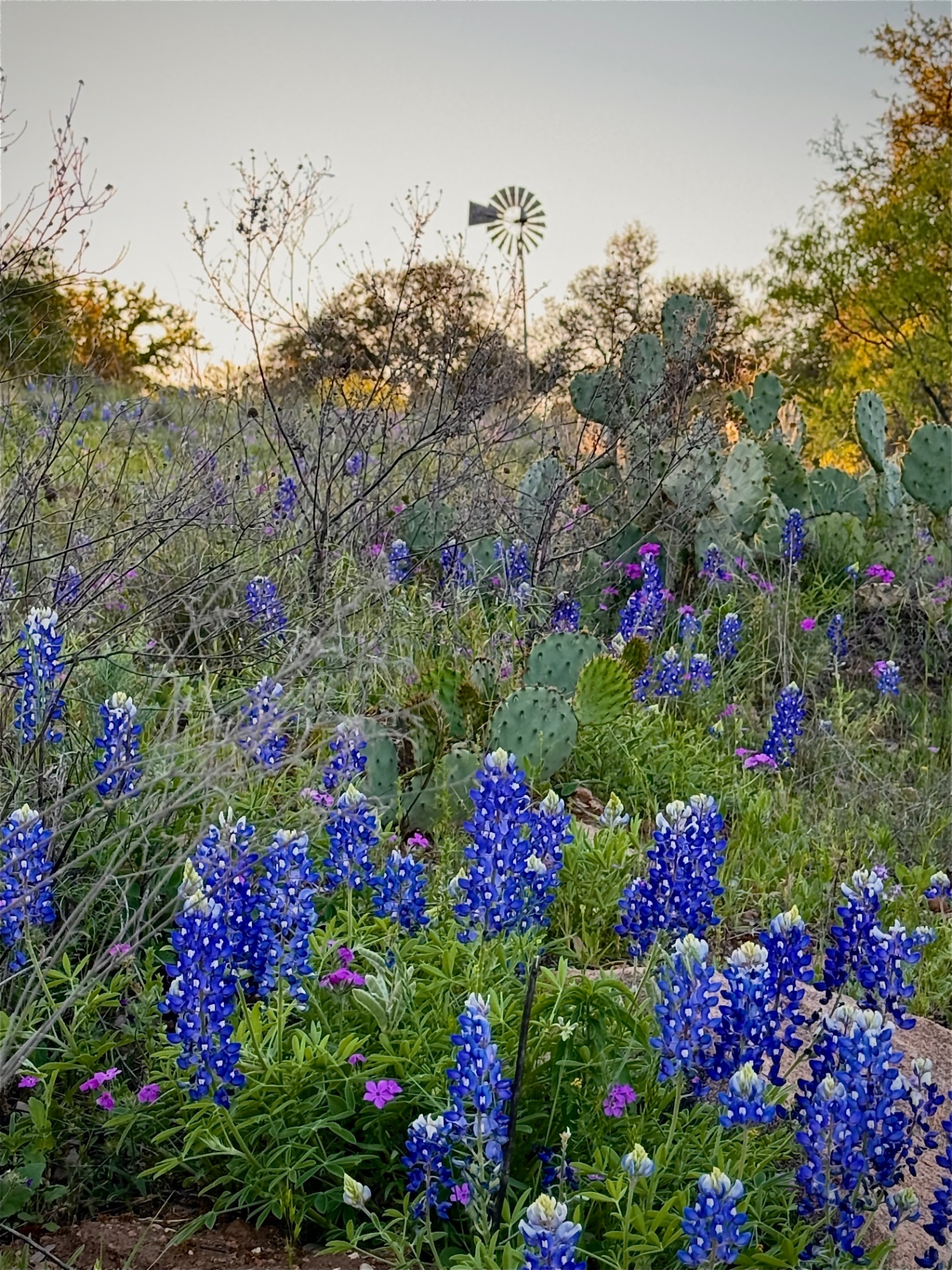 Bluebonnets, Prickly Pear & Windmill