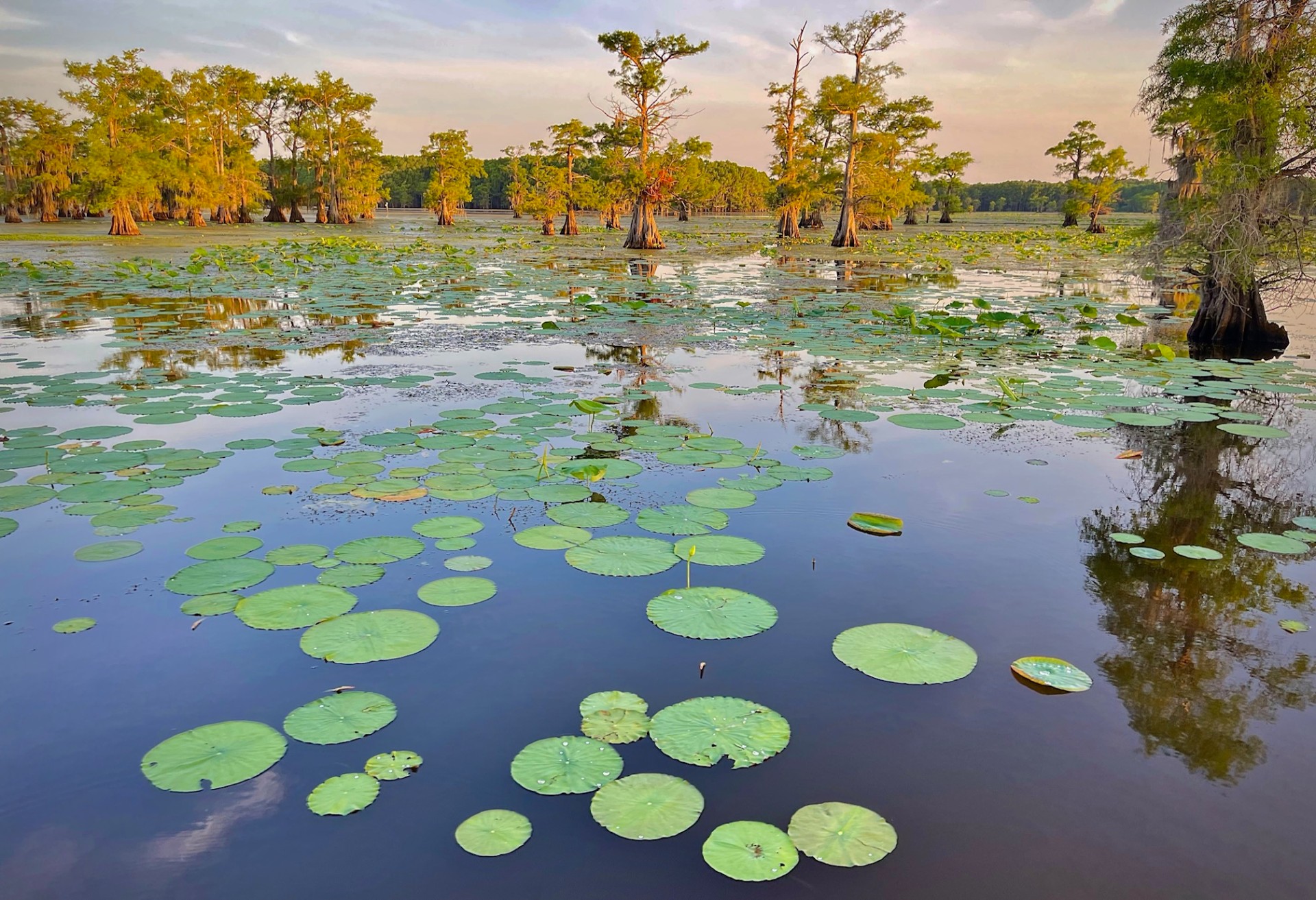 Cypress and Lily Pond at Sunset