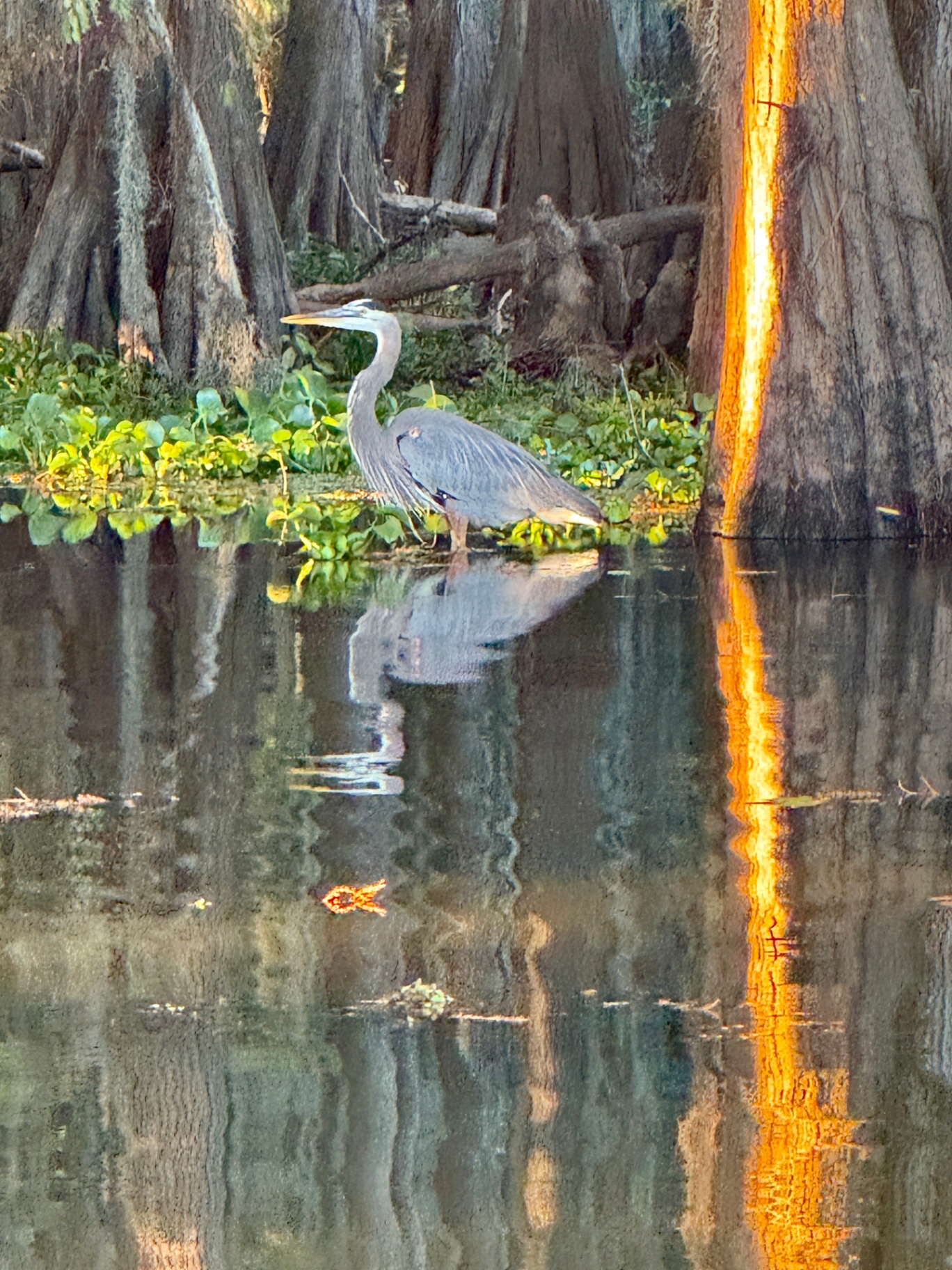 Great Blue Heron by Sunlit Cypress