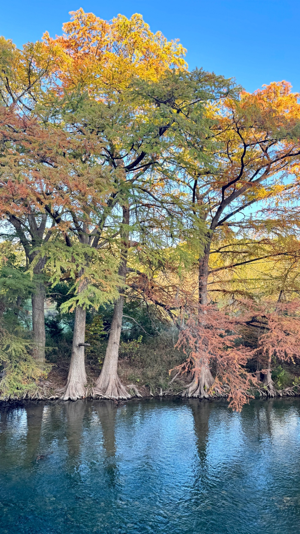 Guadalupe Cypress in Transition