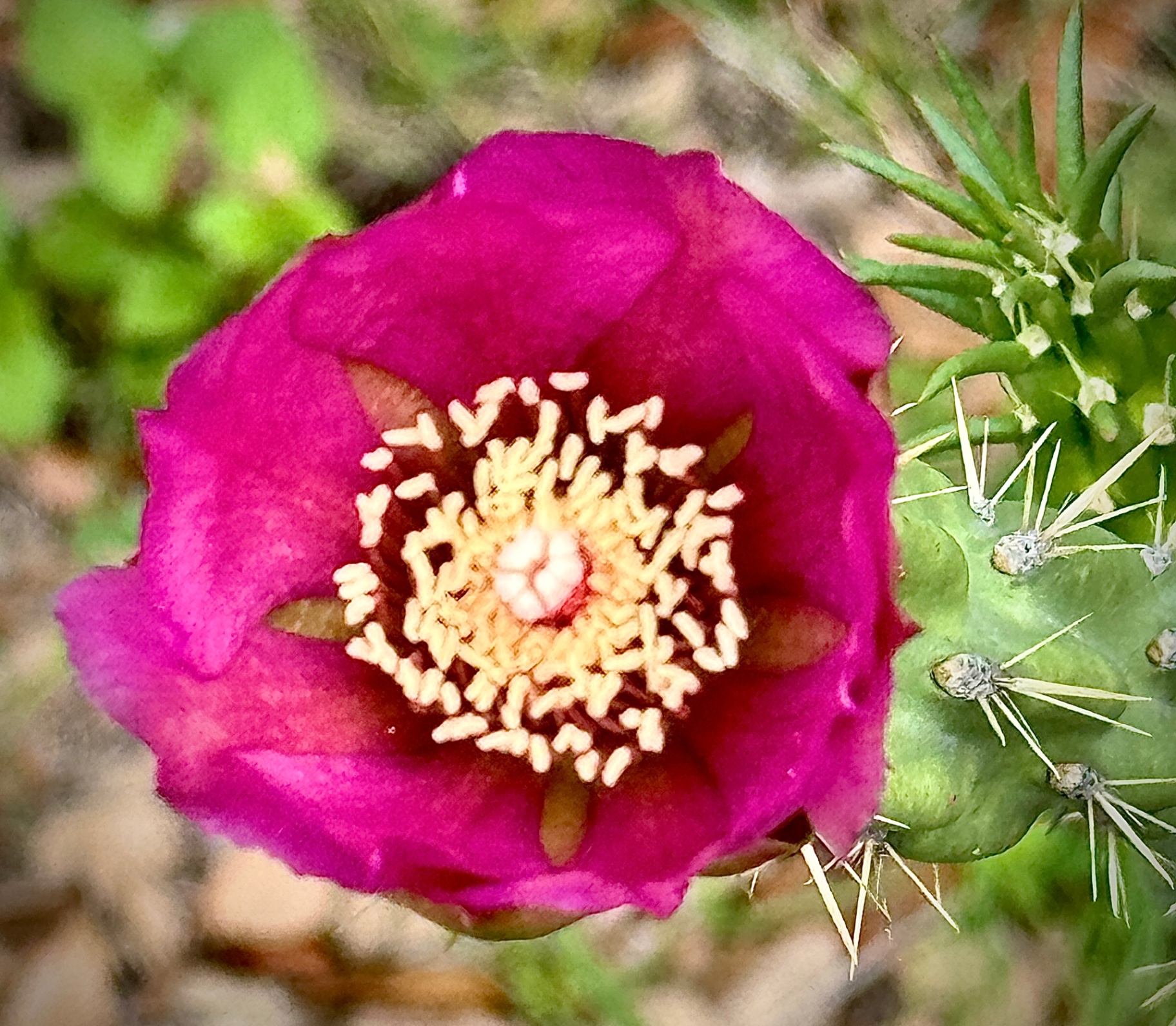 Magenta Cactus Flower