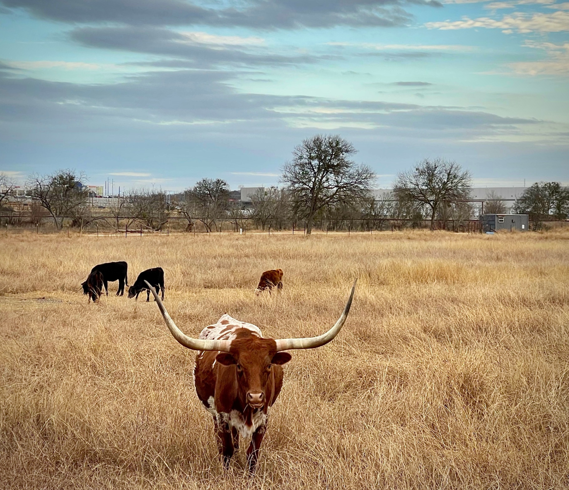 Longhorn on the Winter Pasture
