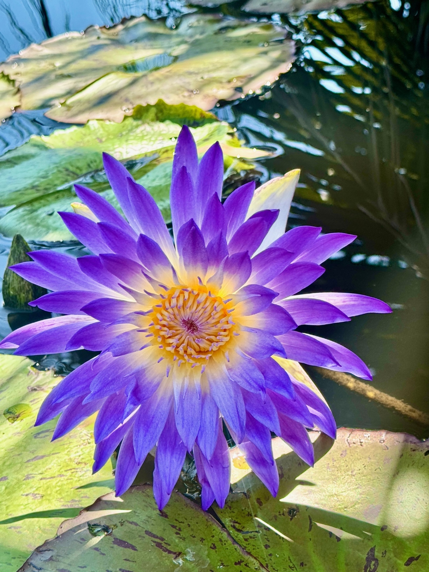 Lotus & Lilies