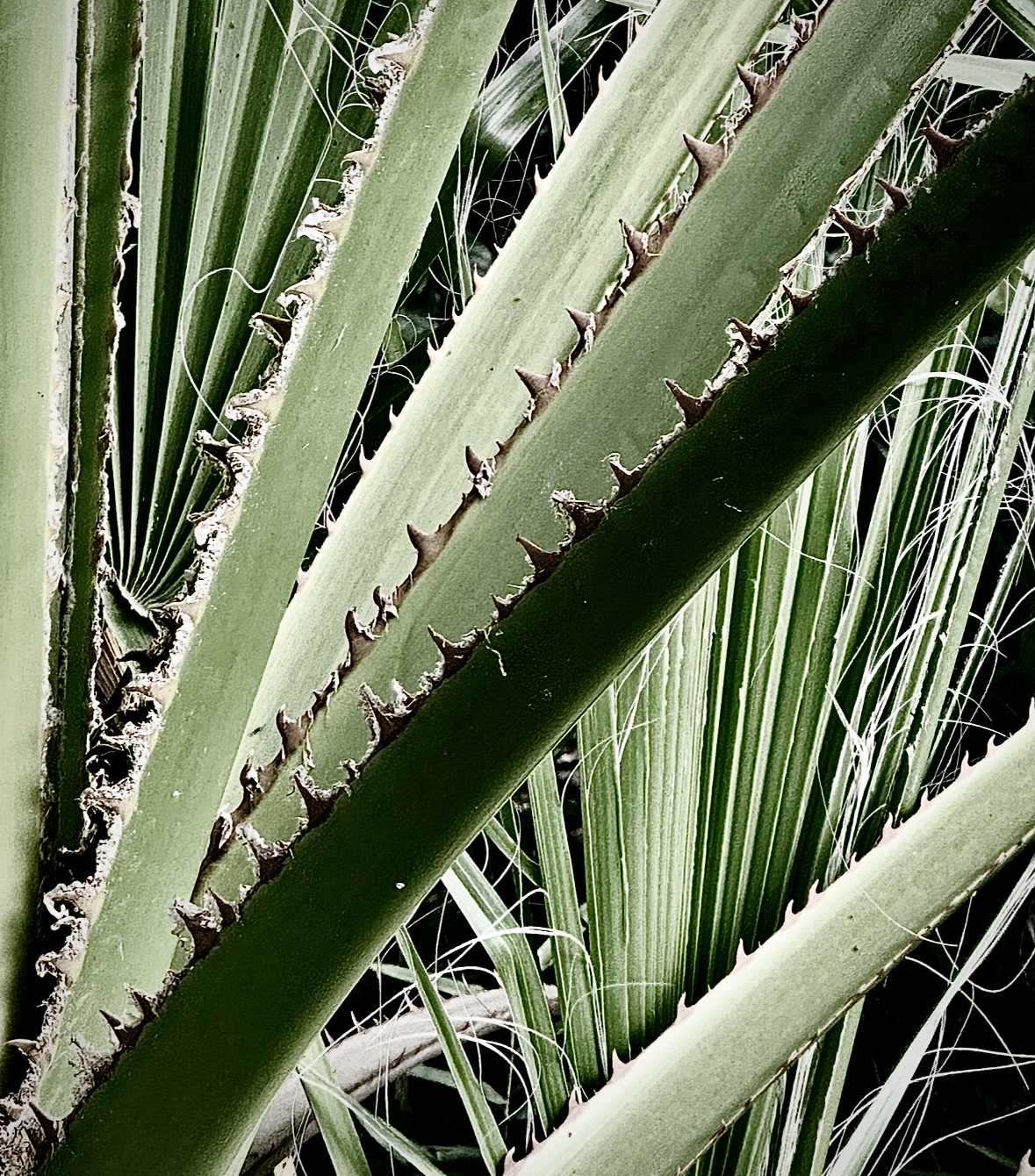 Yucca Blades & Thorns