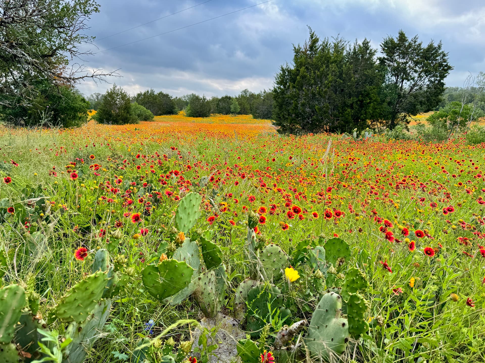 Indian Blanket & Prickly Pear Meadow