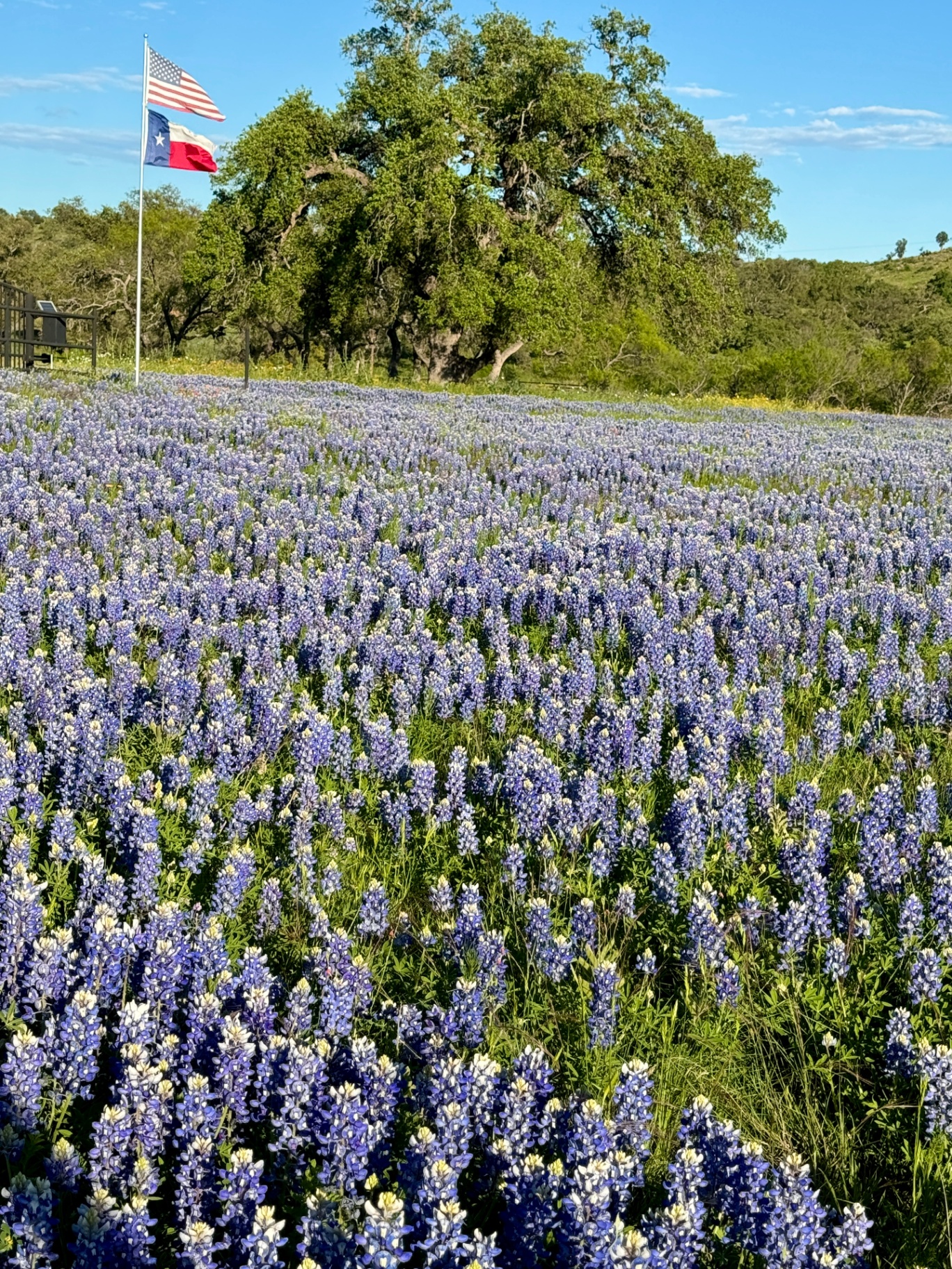 Bluebonnets Under the Flags