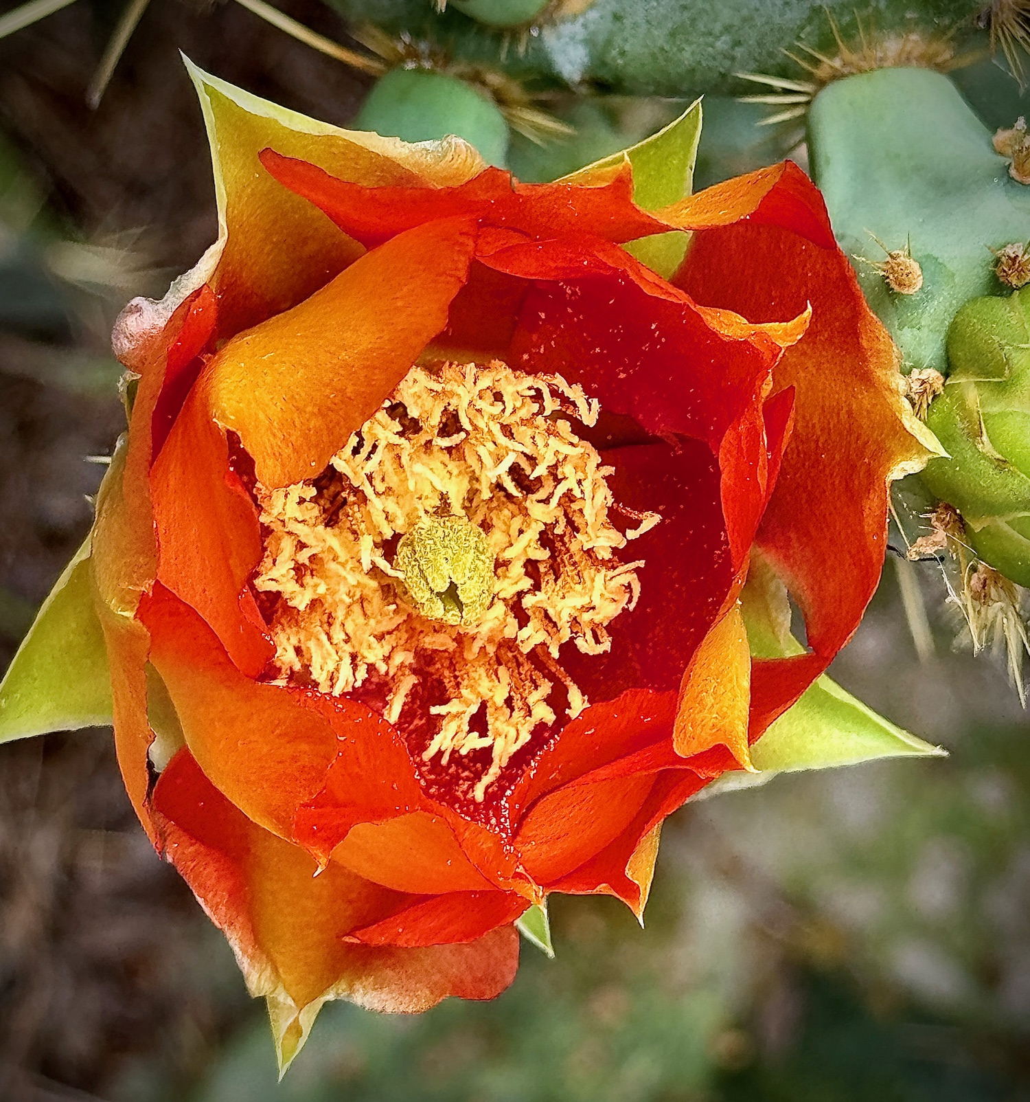 Prickly Pear in Bloom