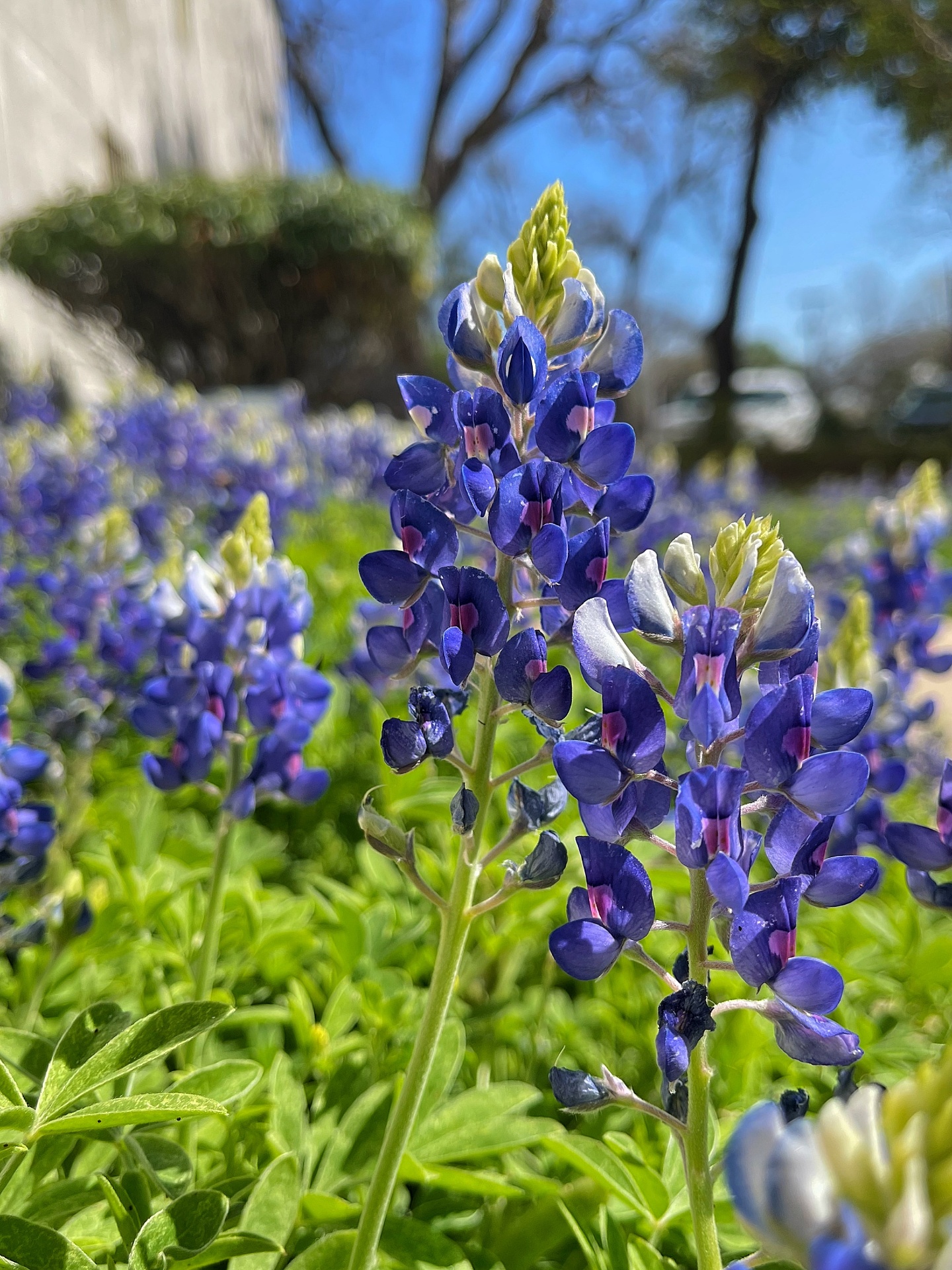 Bluebonnet Spike Close-Up