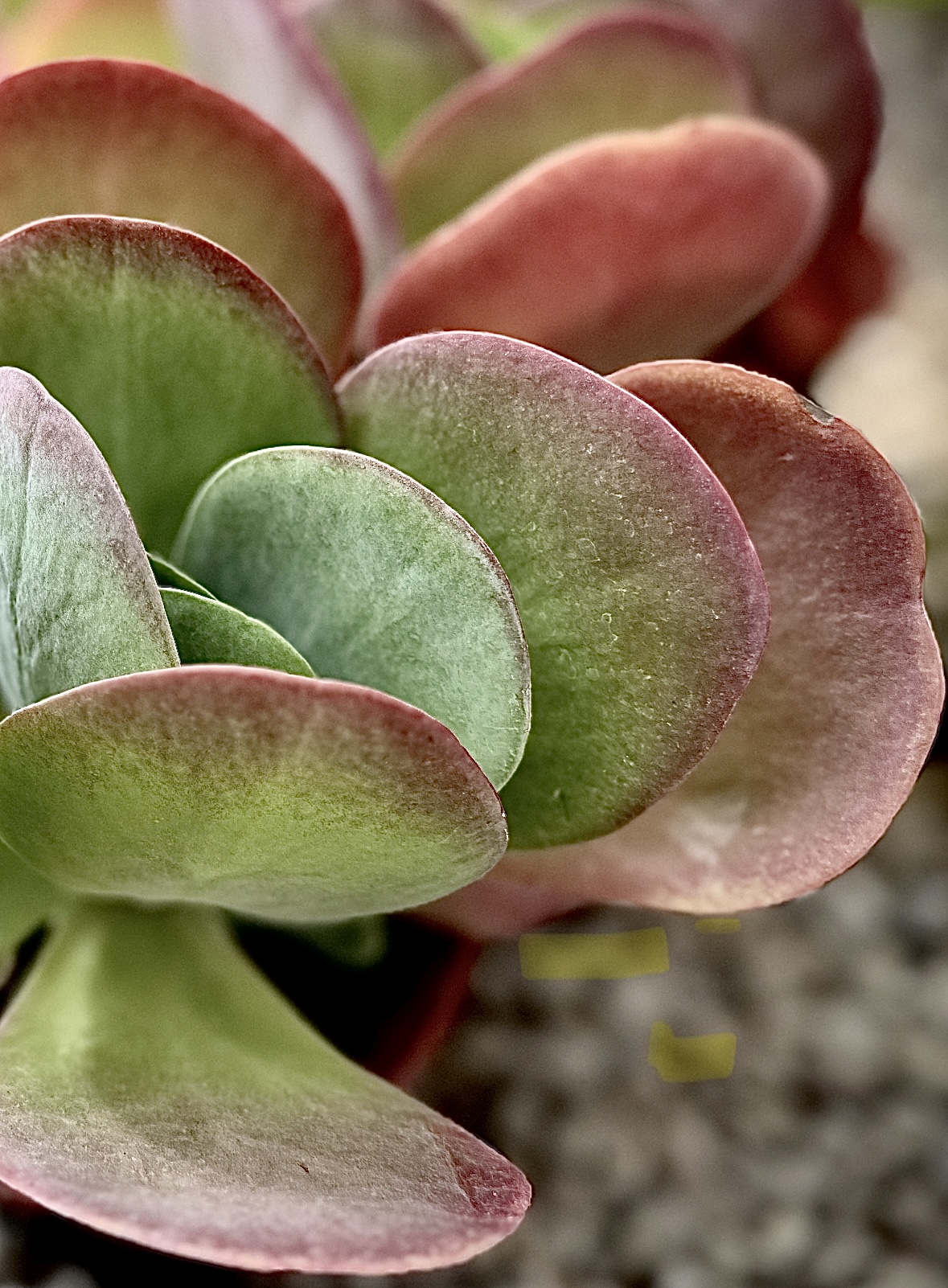 Paddle Plant in Blush and Sage