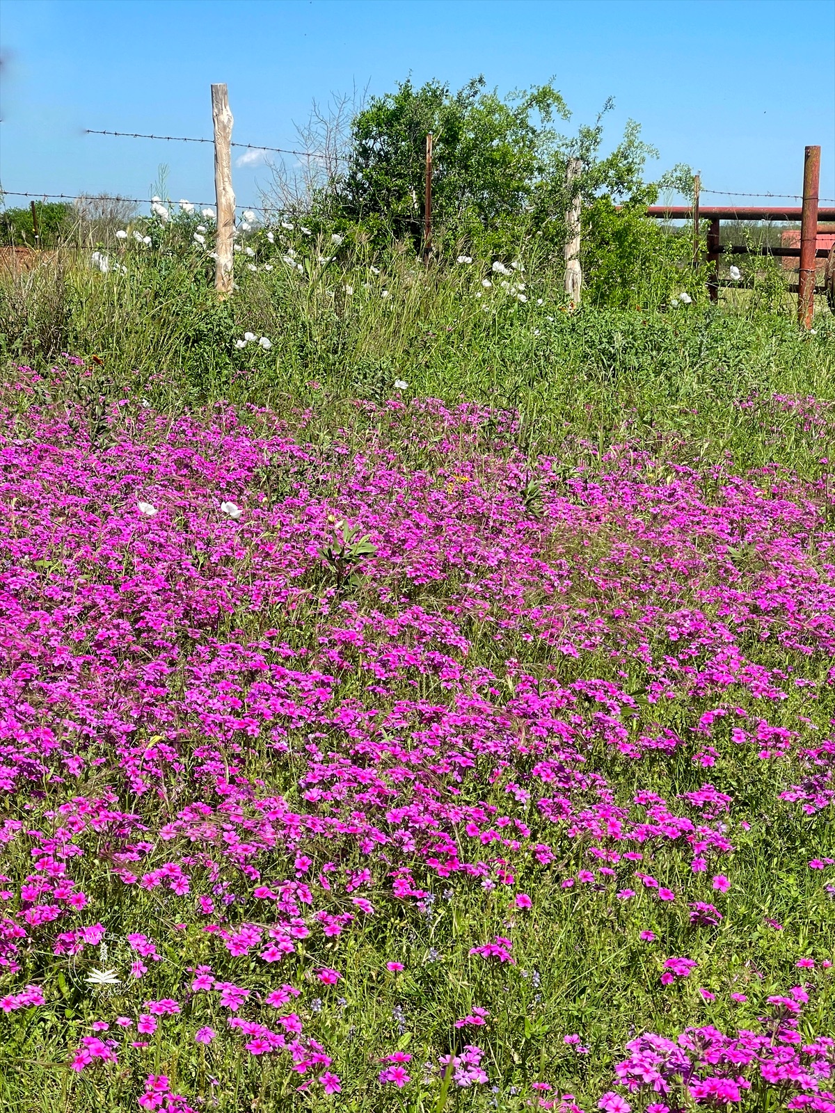 Drummond Phlox on the Fence Line