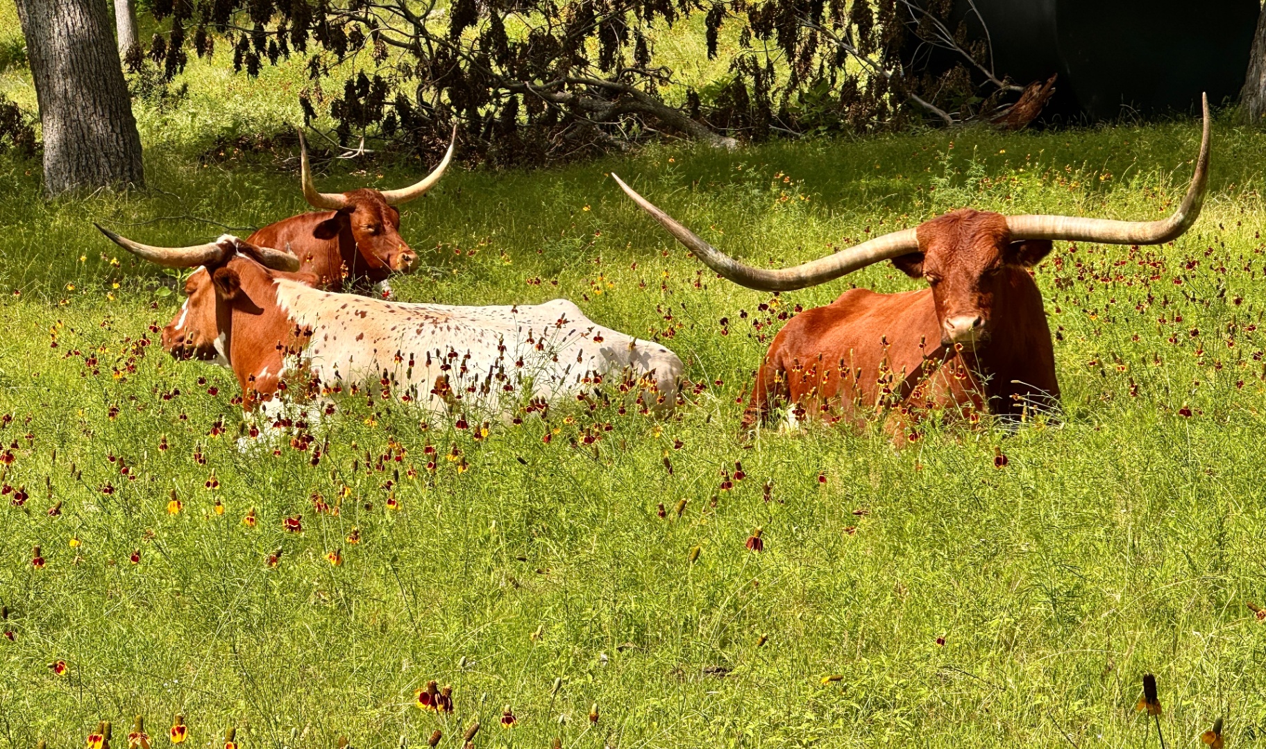 Longhorn Trio in Mexican Hat Meadow