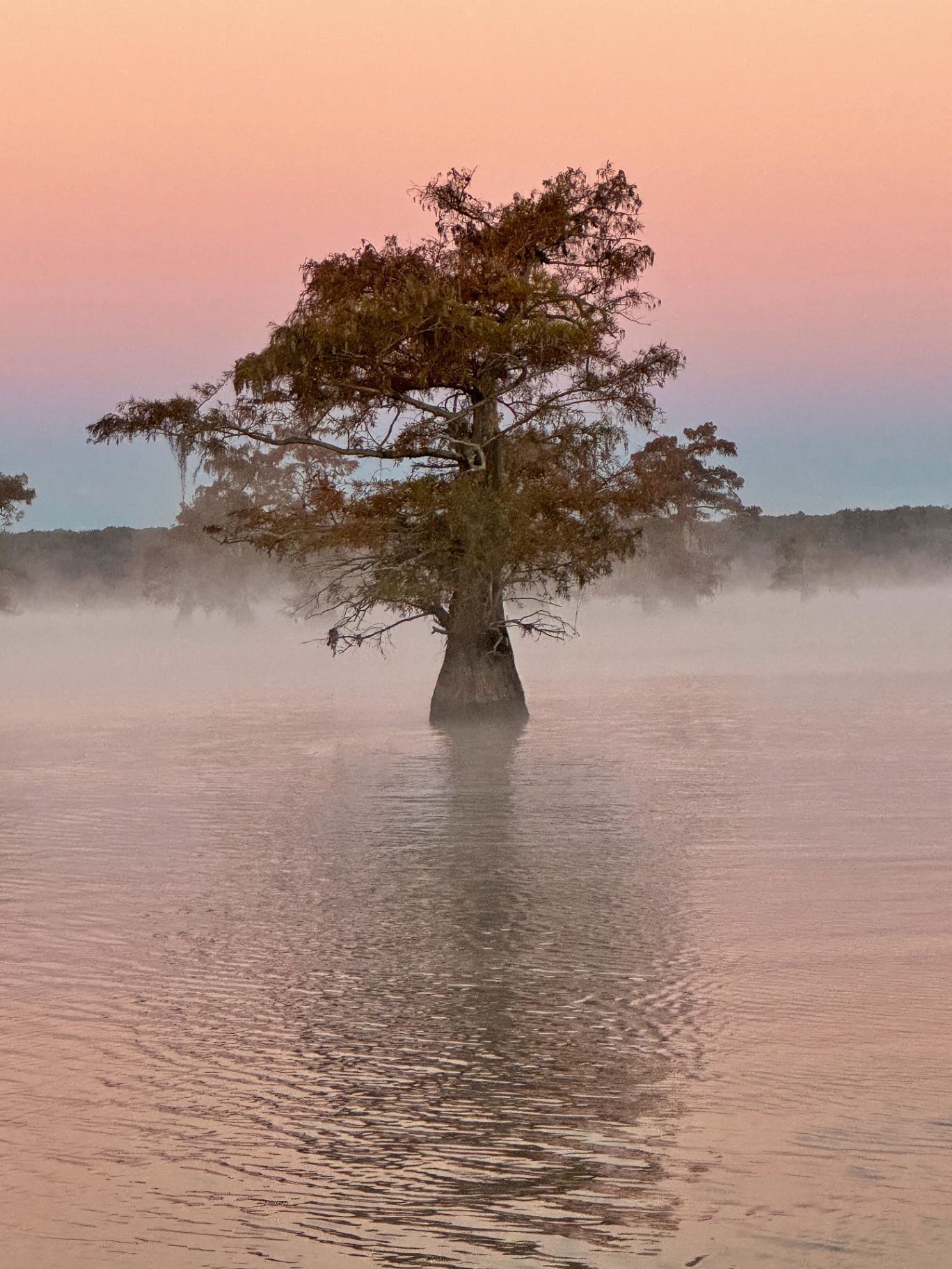 Lone Cypress at Pastel Dawn