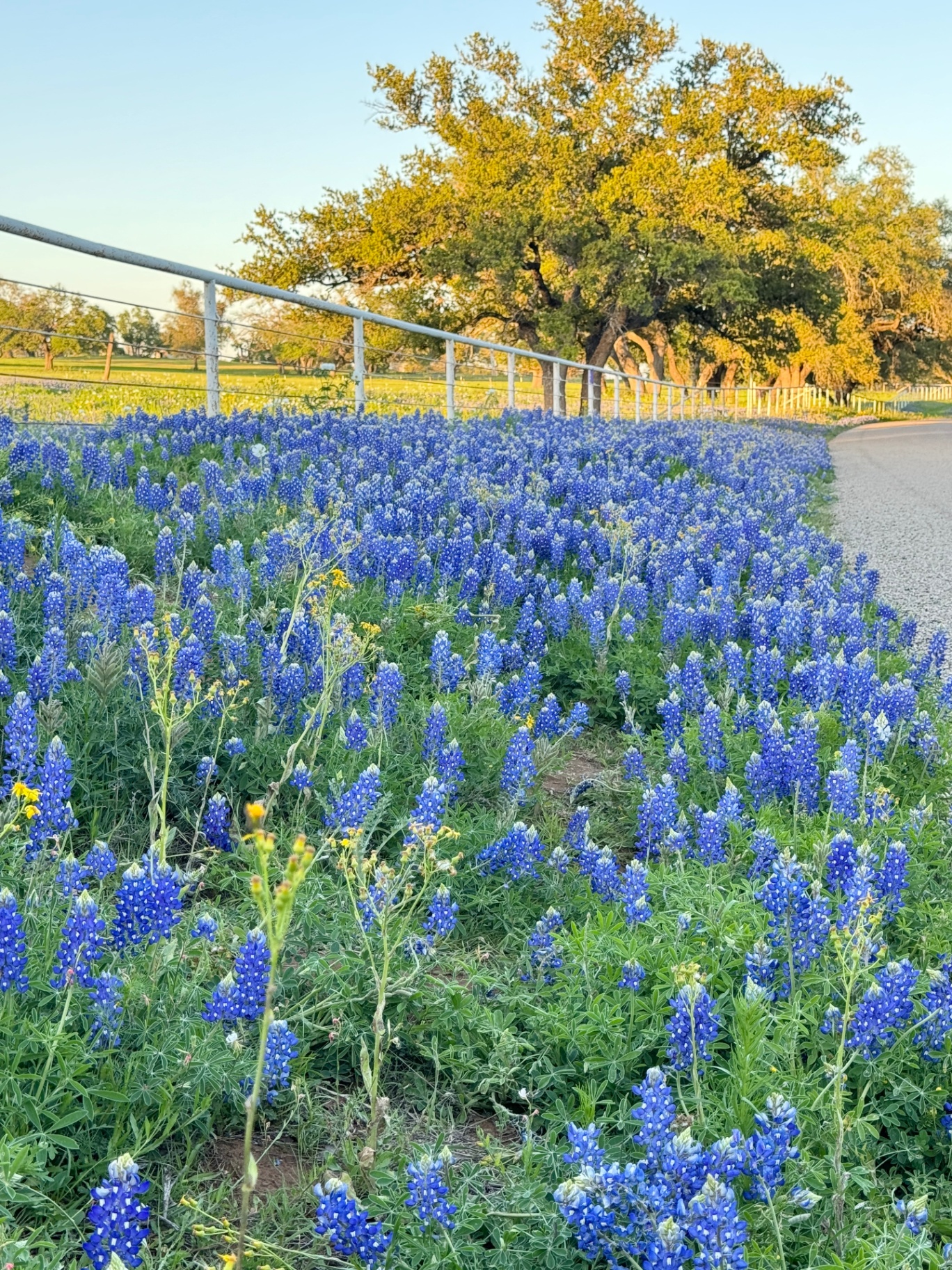 A country road winding between banks of bluebonnets beneath live oaks