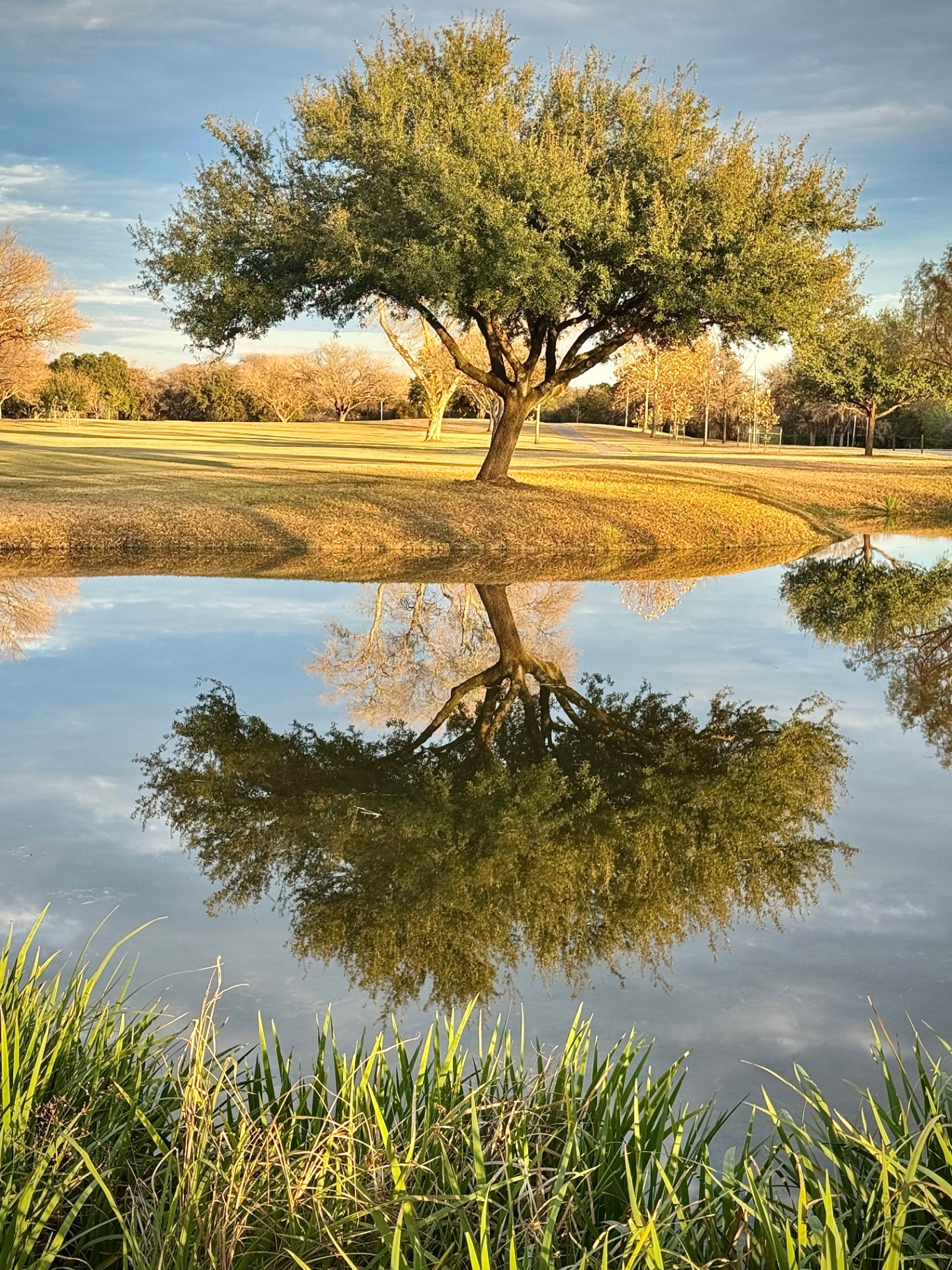 Landa Golf Course Tree Reflection