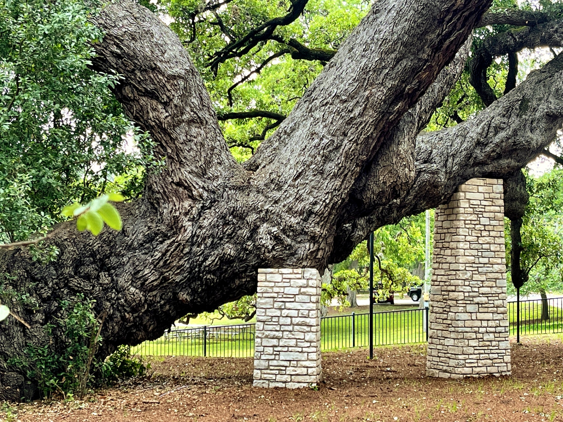 Founders Oak, Landa Park