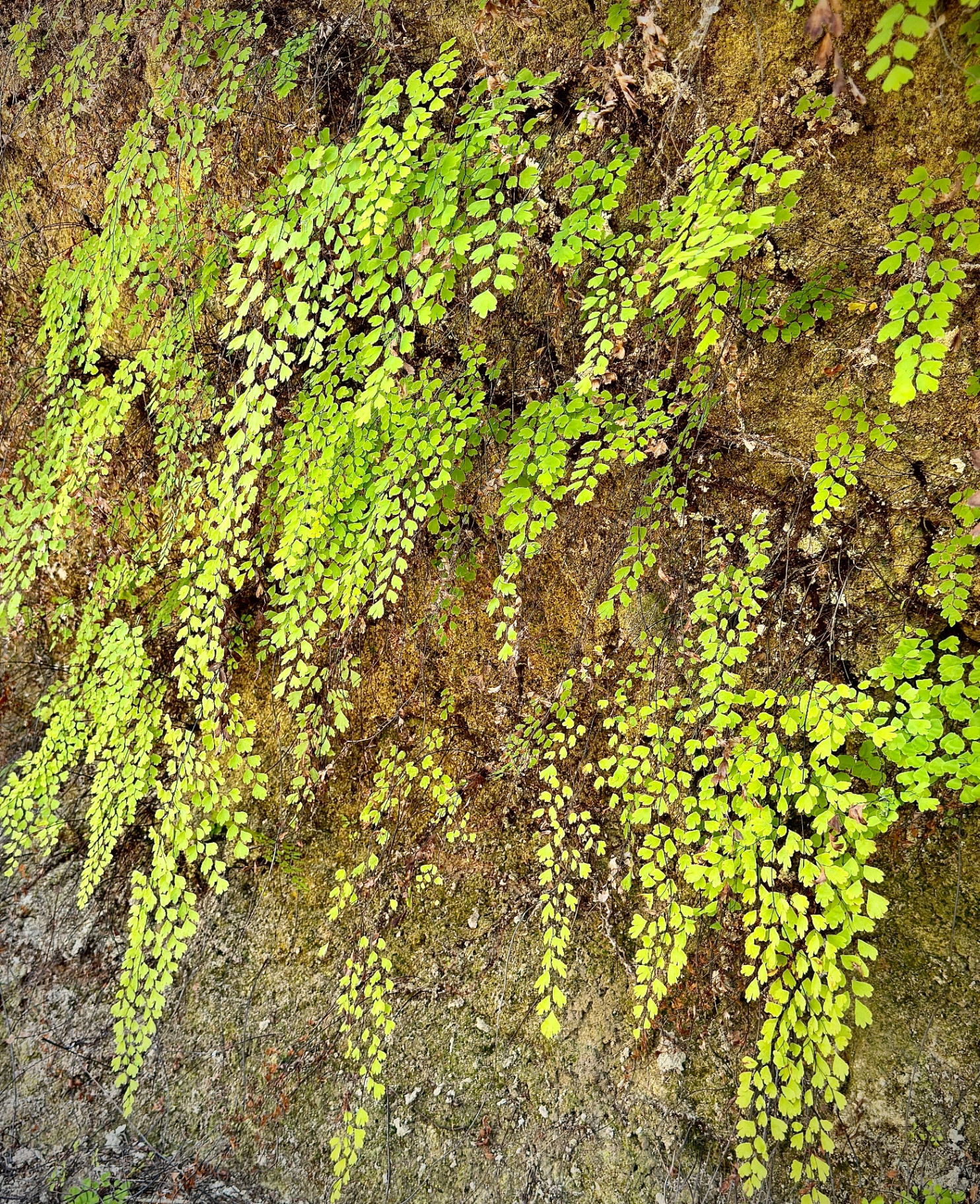 Maidenhair Fern on Mossy Limestone