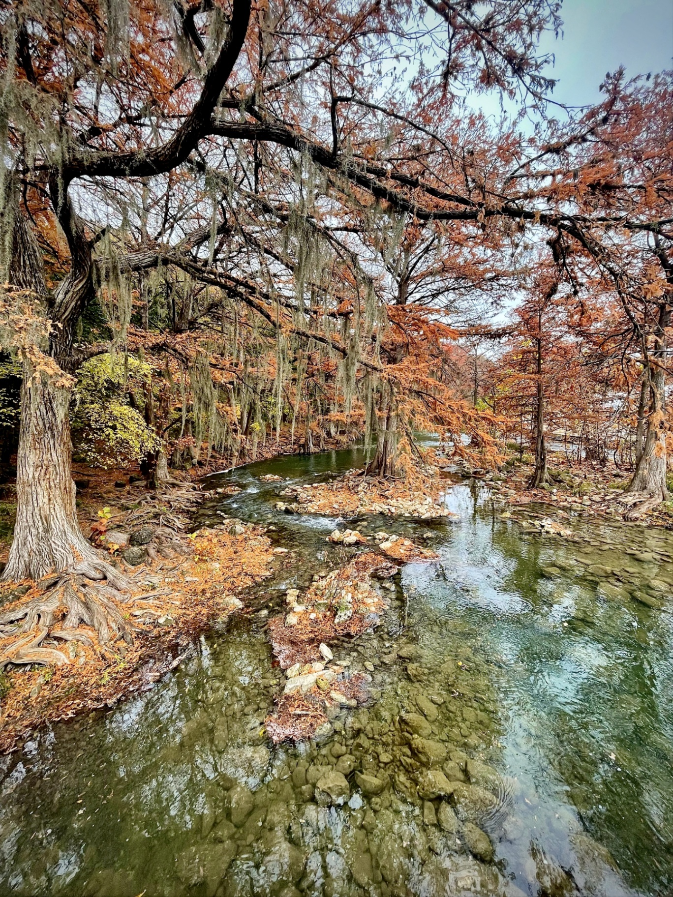 Autumn Cypress on the Guadalupe at Gruene