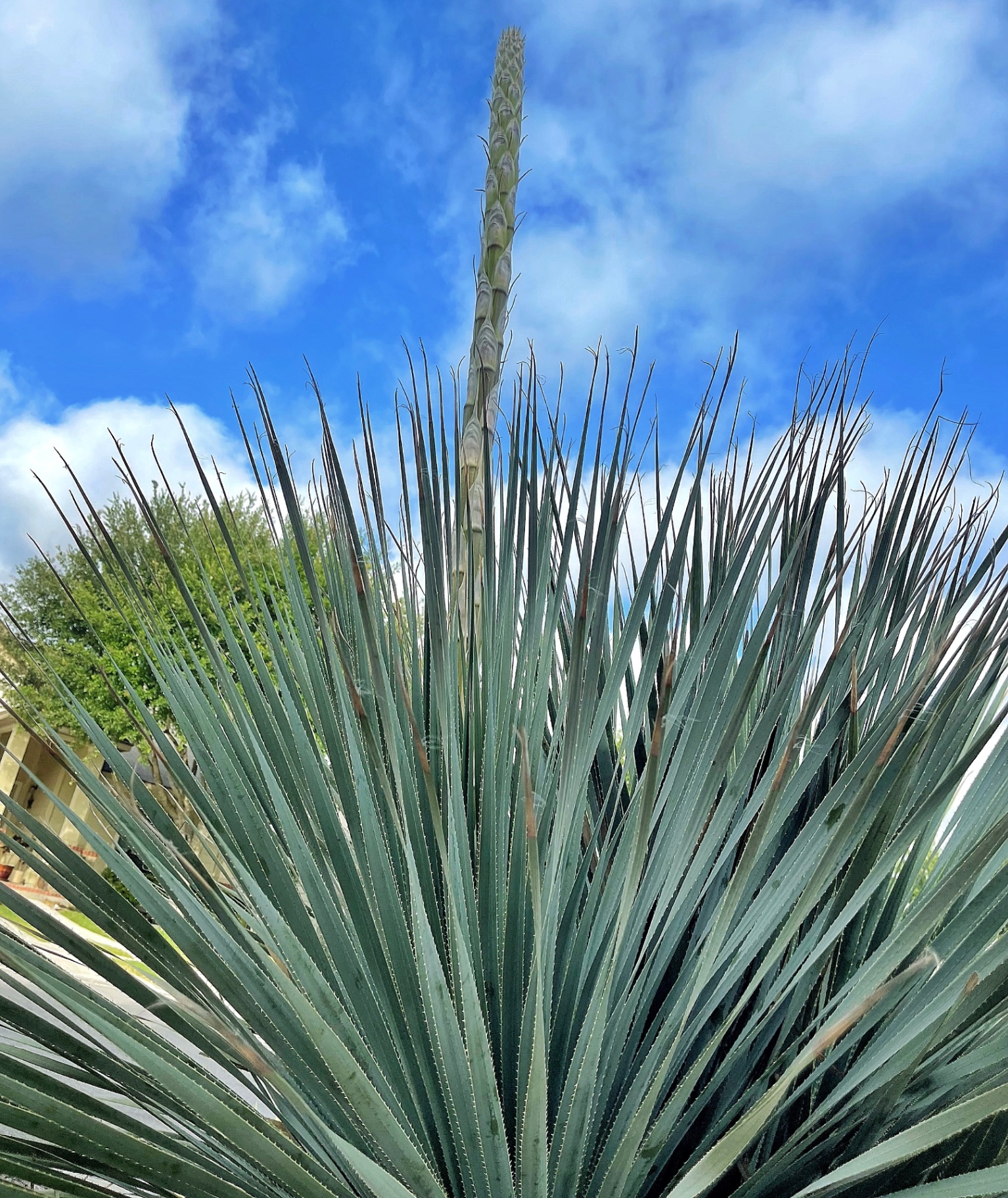 Yucca Bloom Spike Against Sky