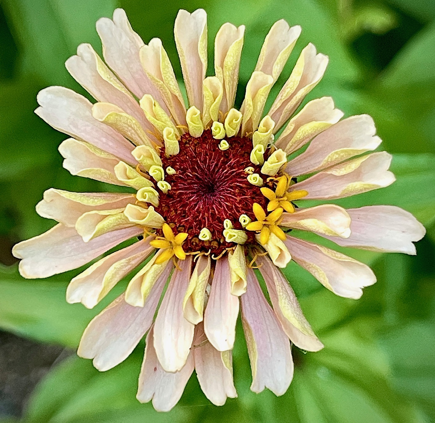 Blush Zinnia