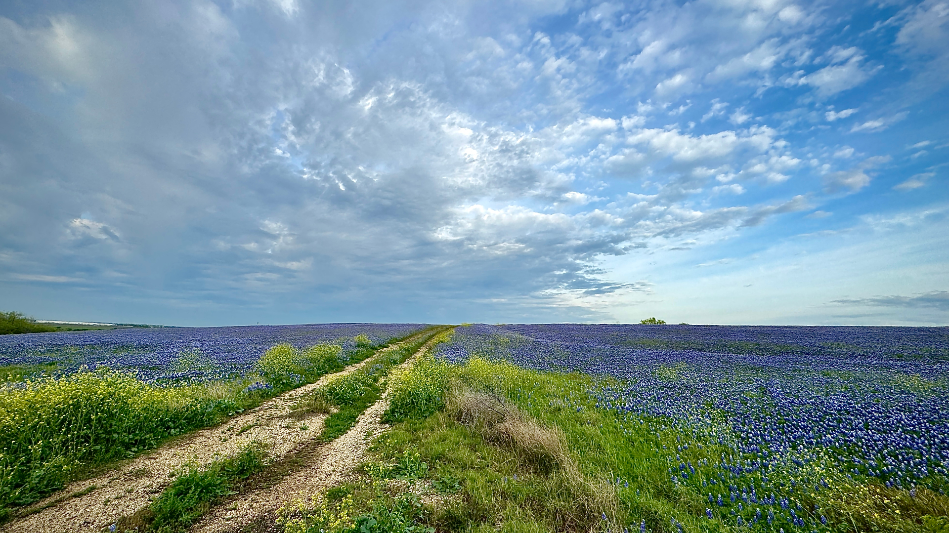 Bluebonnet Field & Winding Dirt Road
