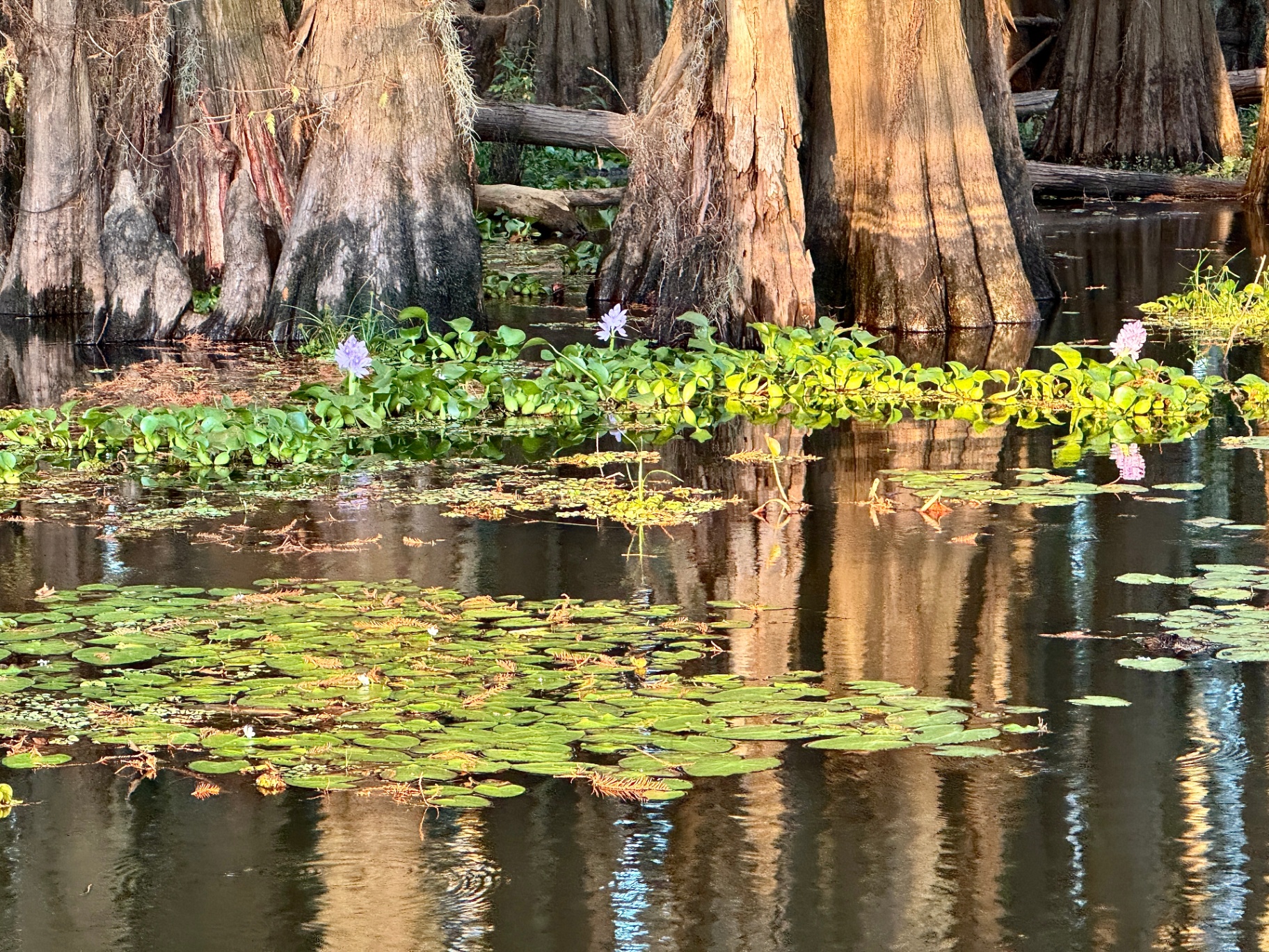 Cypress Knees & Water Hyacinth