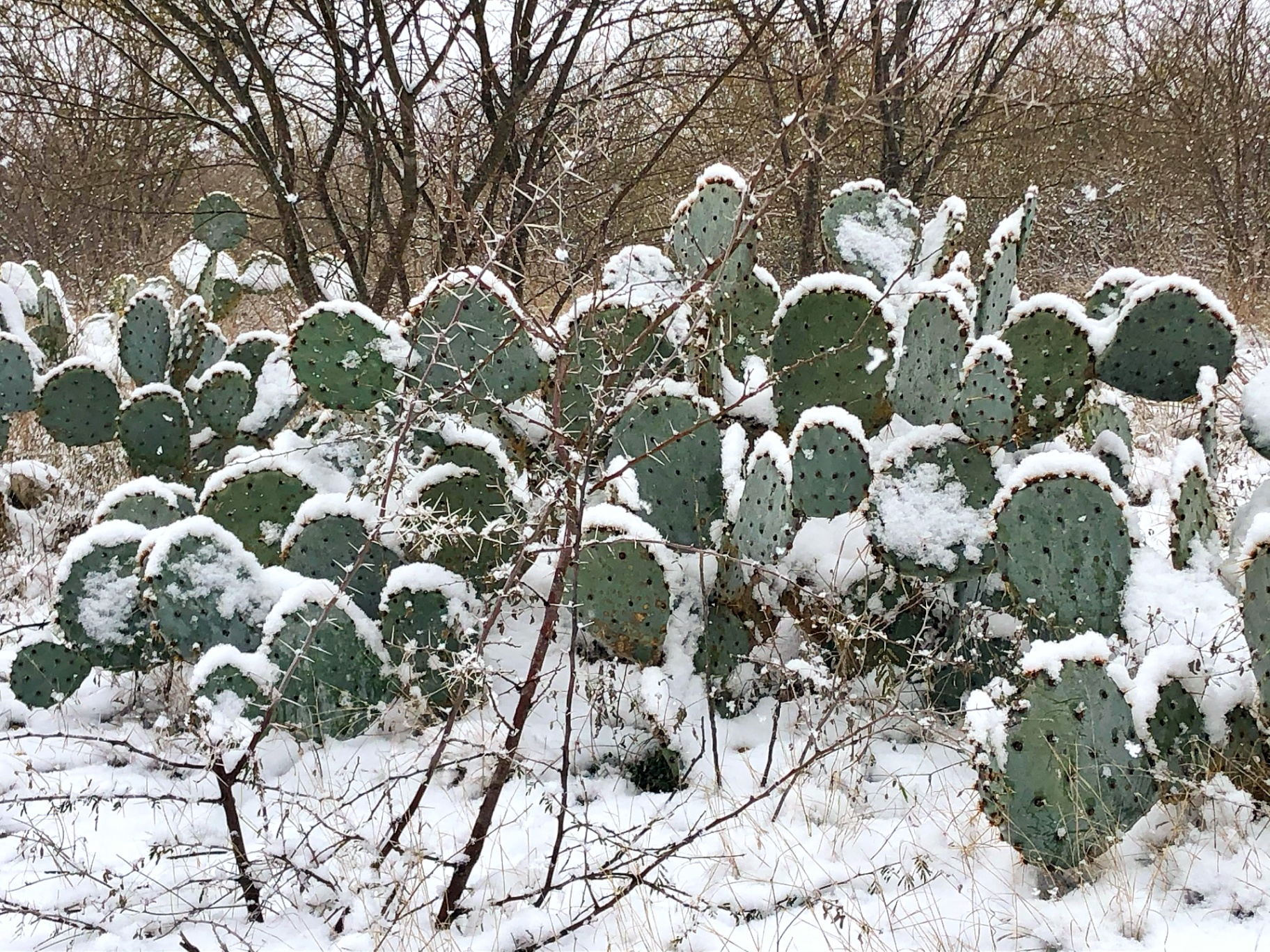 Prickly Pear Under Snow
