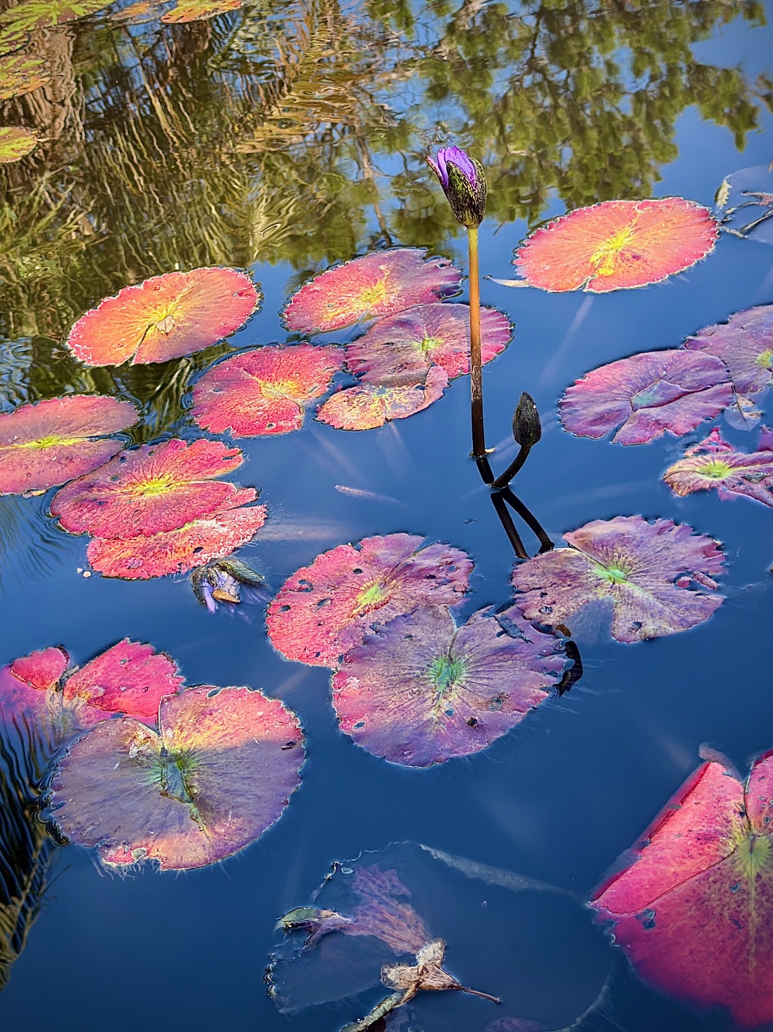 Pink Lily Pads with Reflections