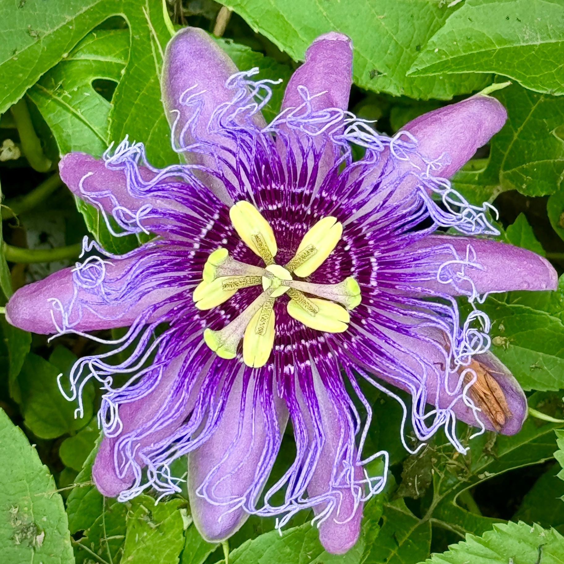 Botanical Portraits