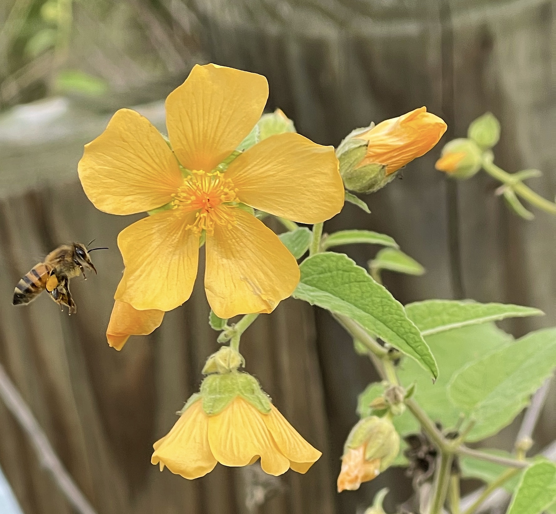 Velvet Leaf Mallow with Bee