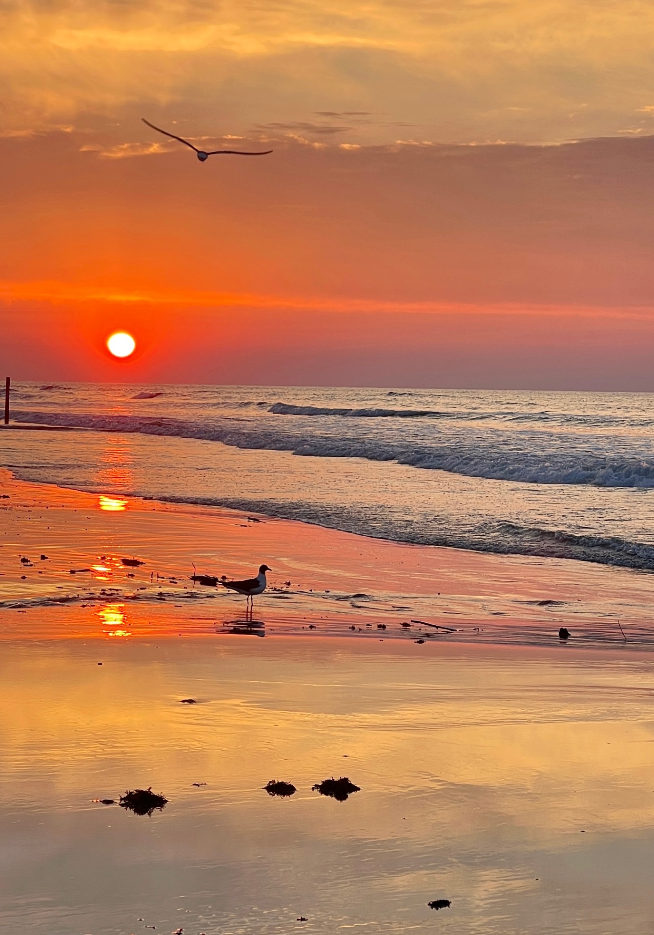 Seagull at Galveston Sunrise