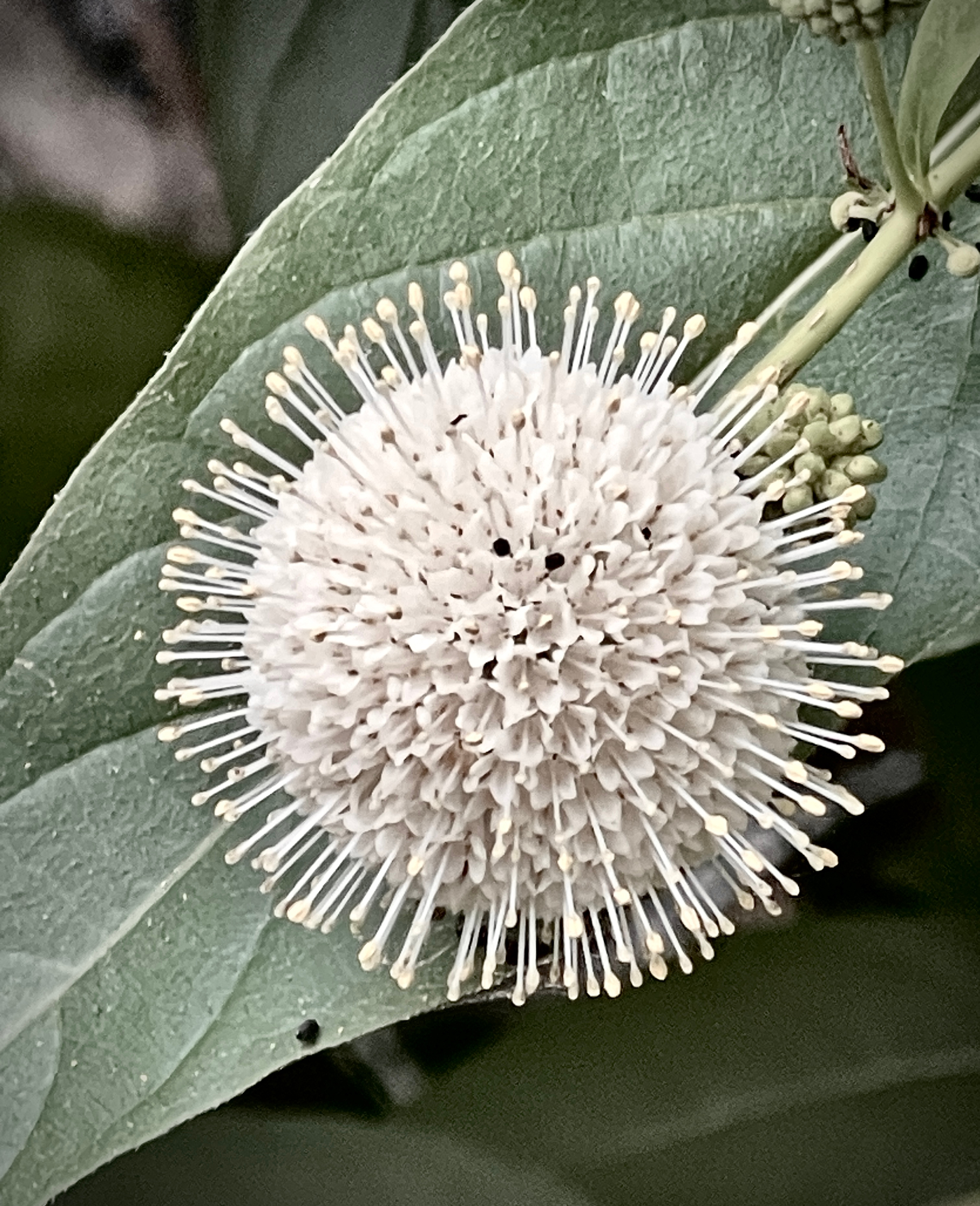 Button Bush Bloom