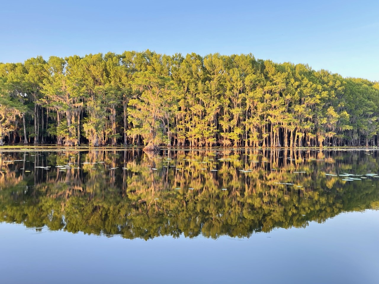 Cypress Shoreline at Sunrise