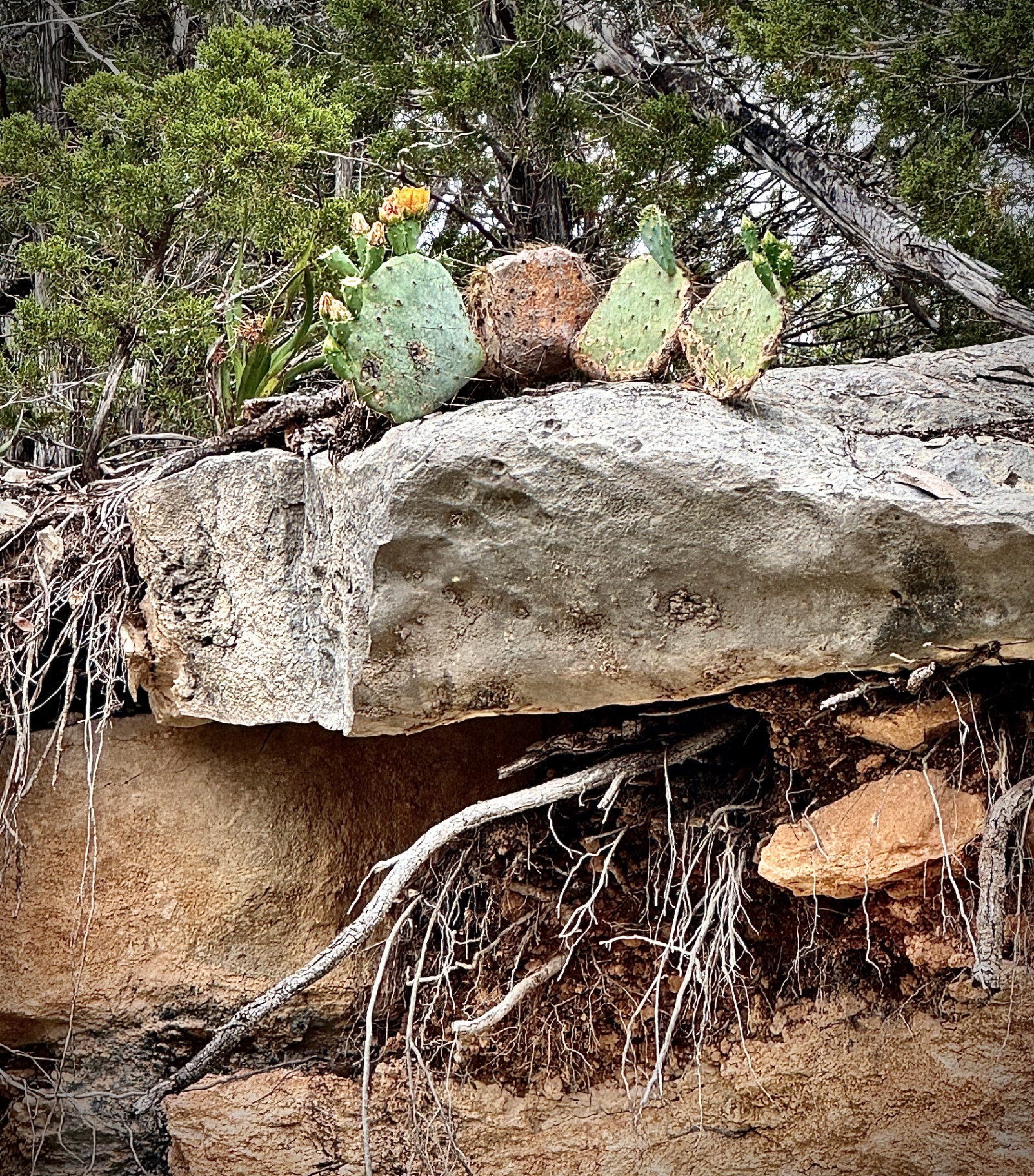 Cliff Ledge with Prickly Pear
