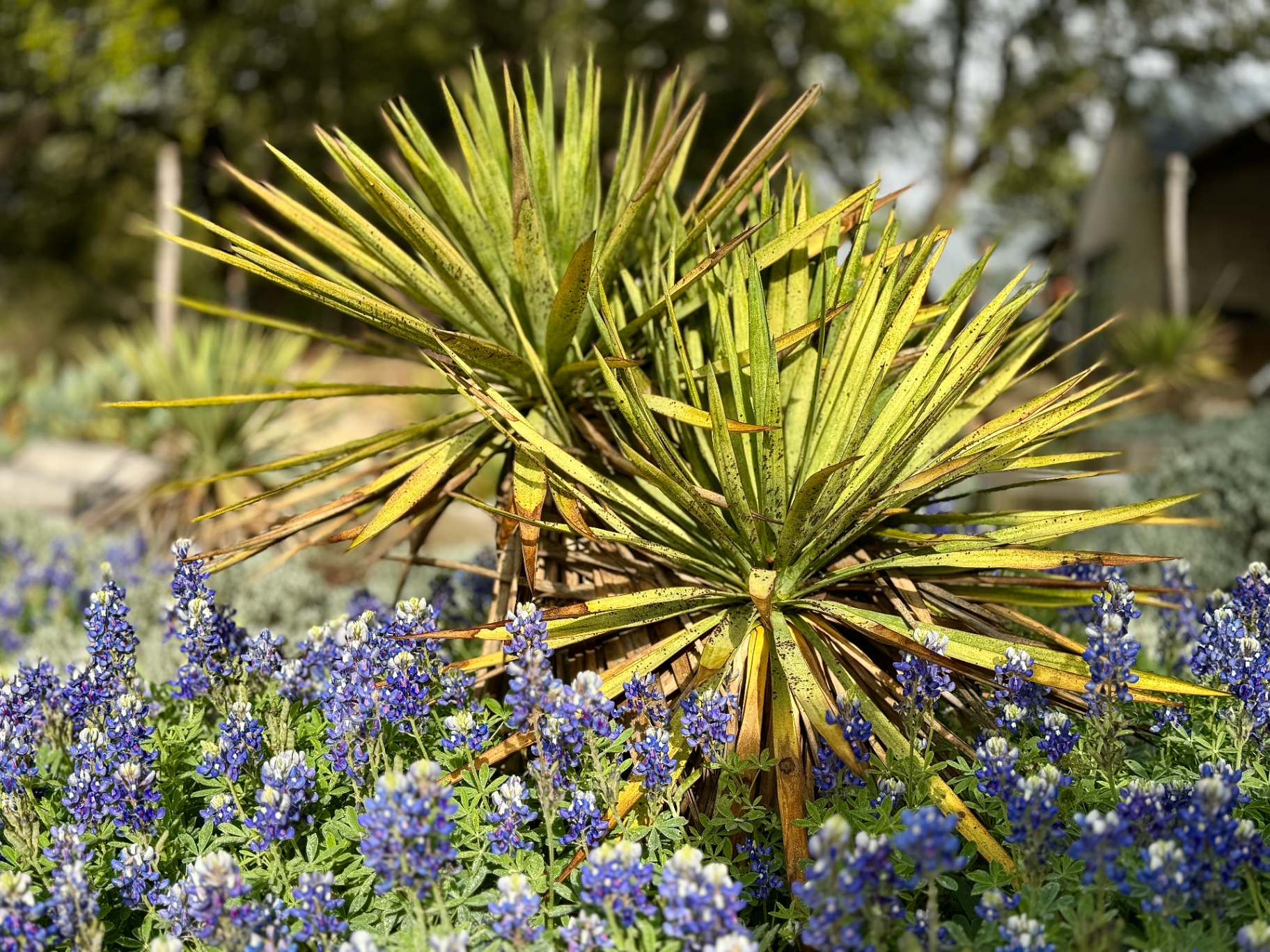 Yucca in the Bluebonnets