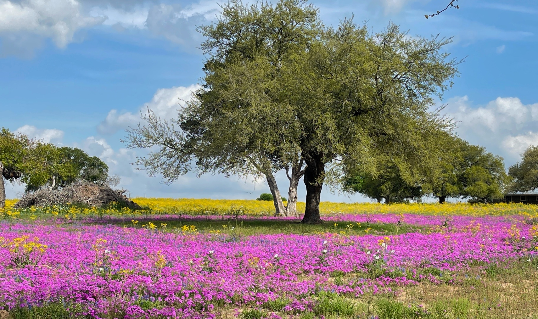 Drummond Phlox & Live Oak