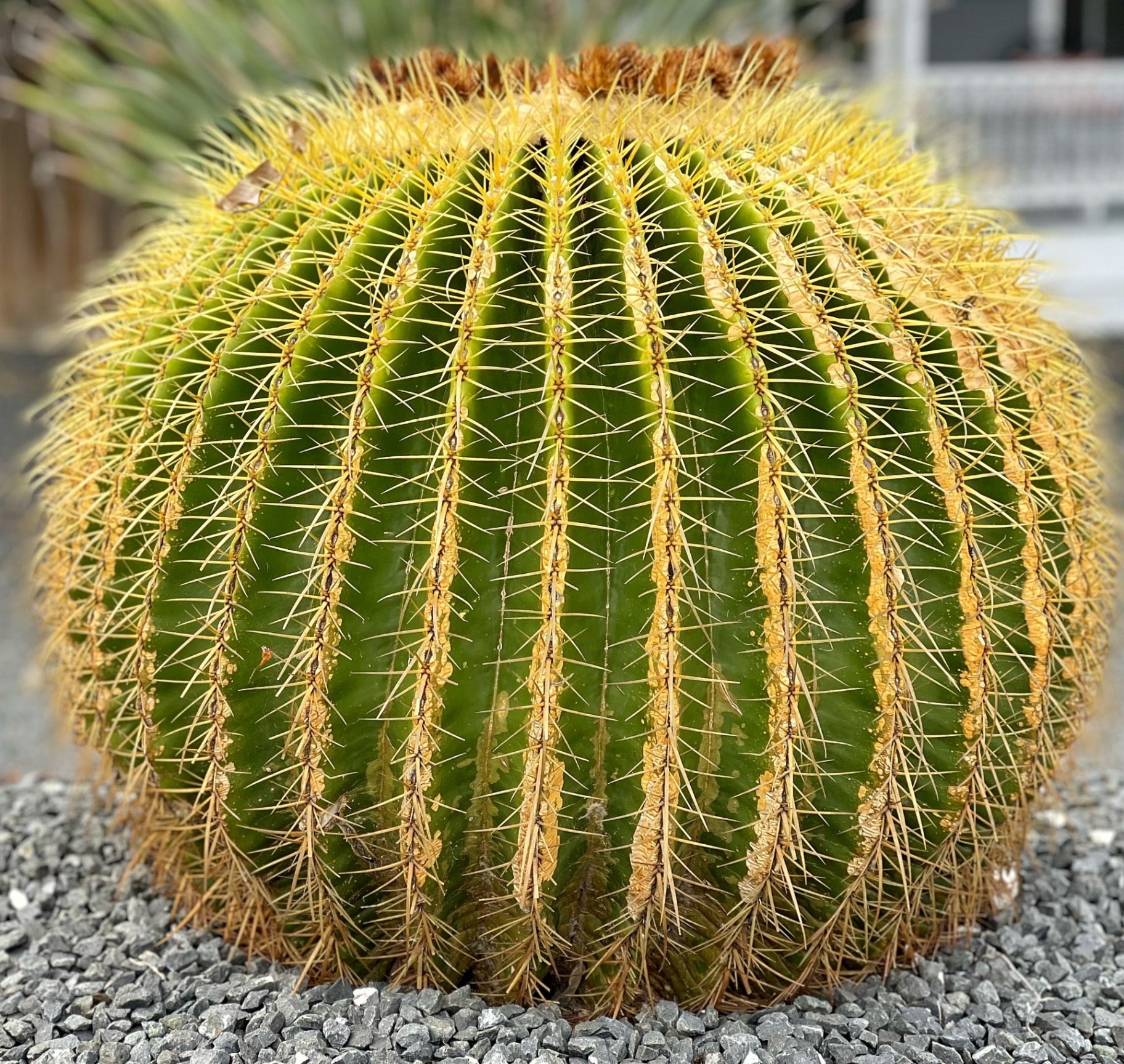 Golden Barrel Cactus