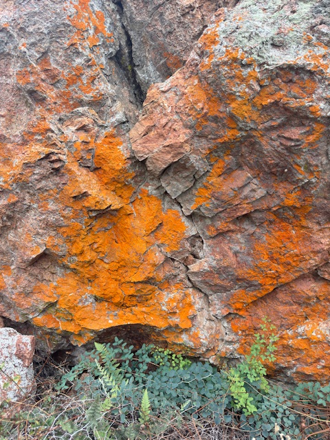 Orange Lichen Cliff Face