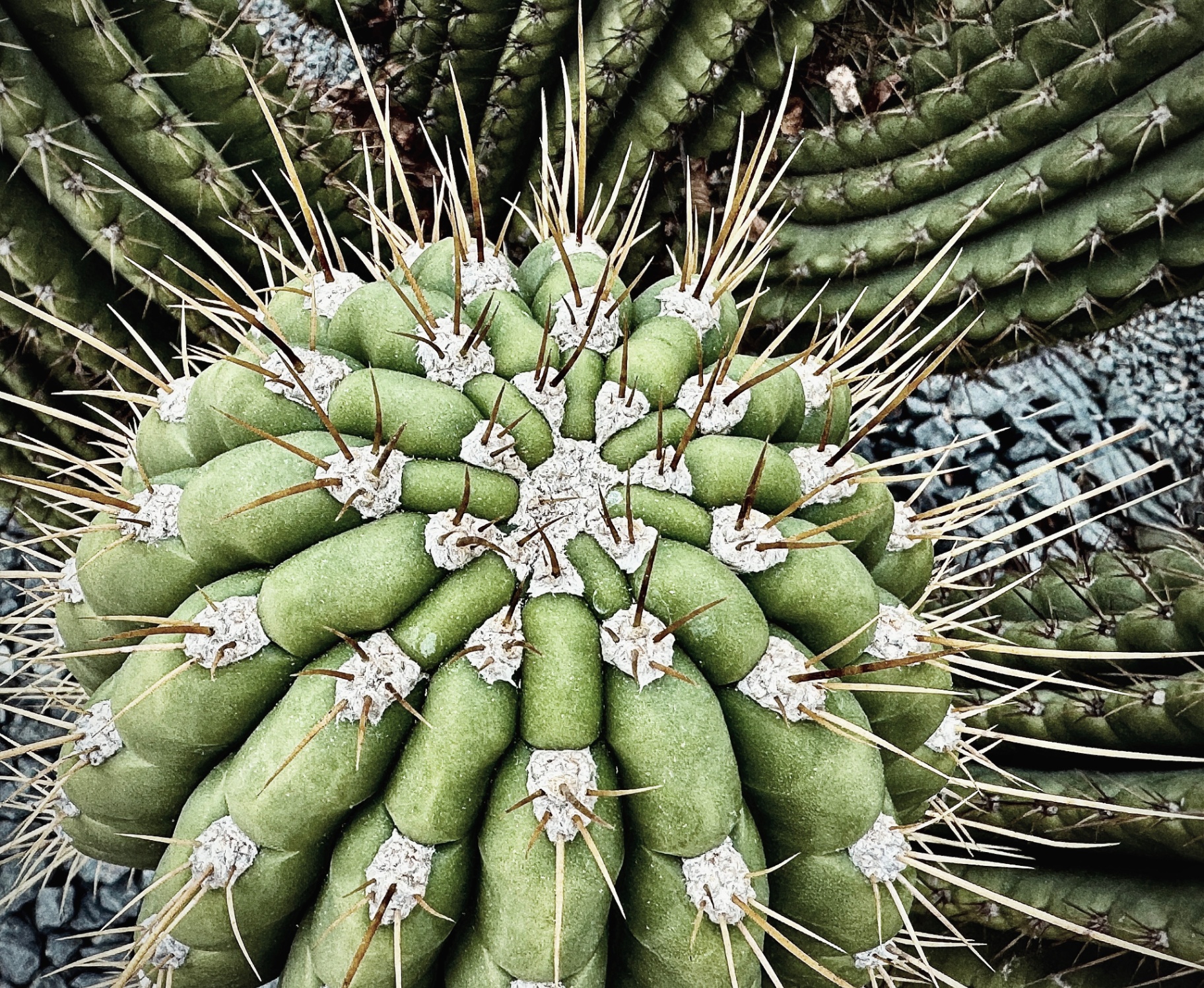 Barrel Cactus Crown from Above