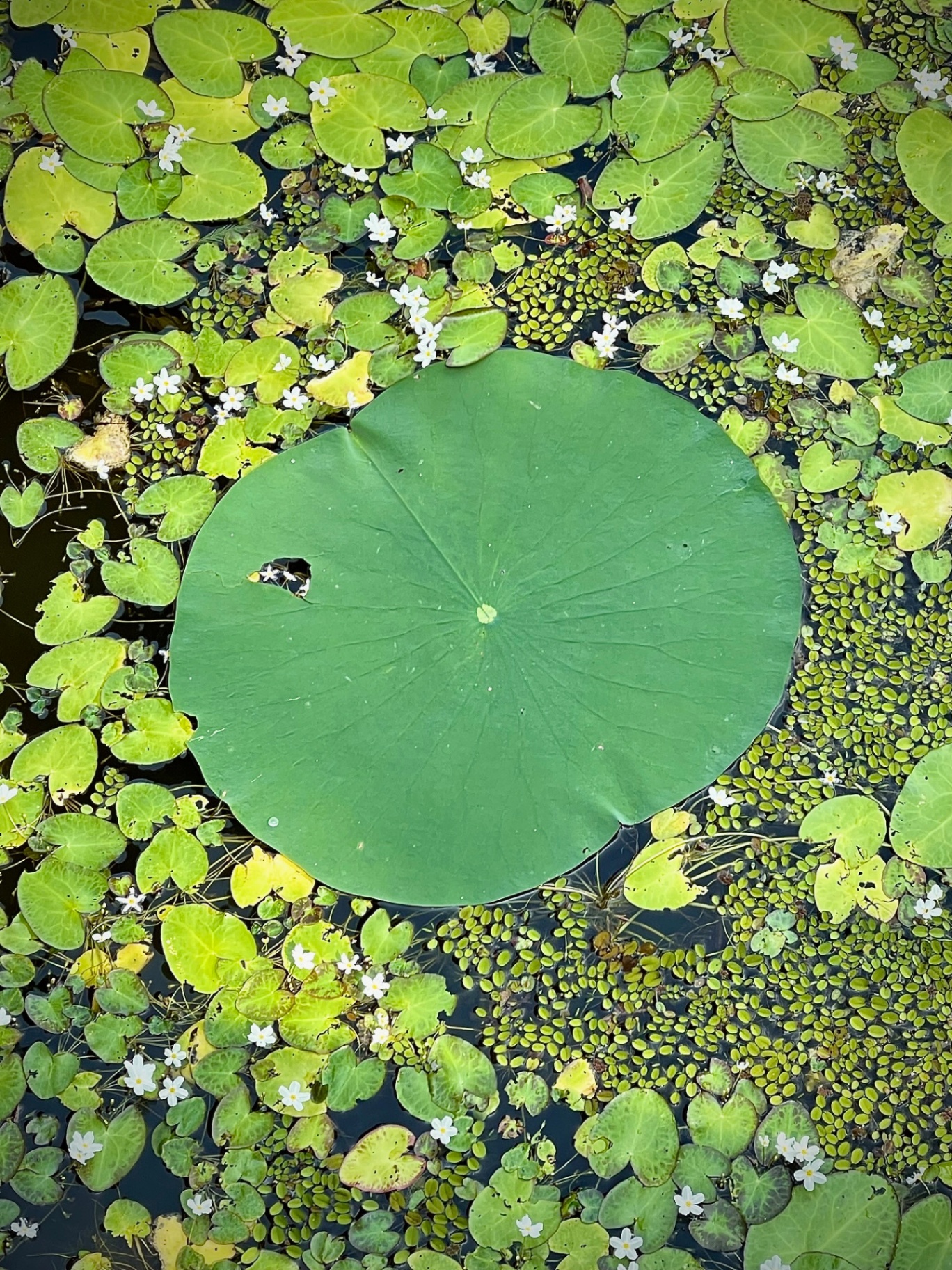Single Lily Pad in Duckweed