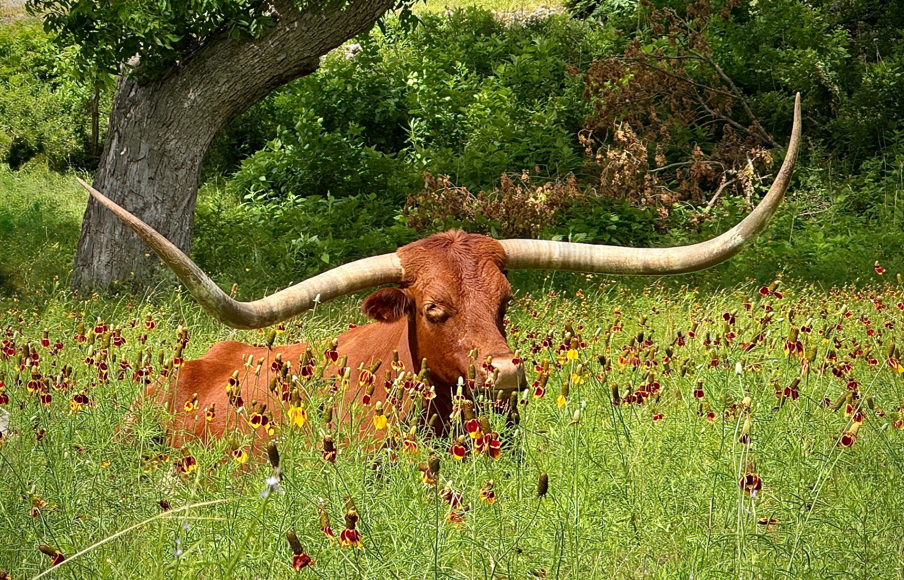 Longhorn at Rest in the Wildflowers